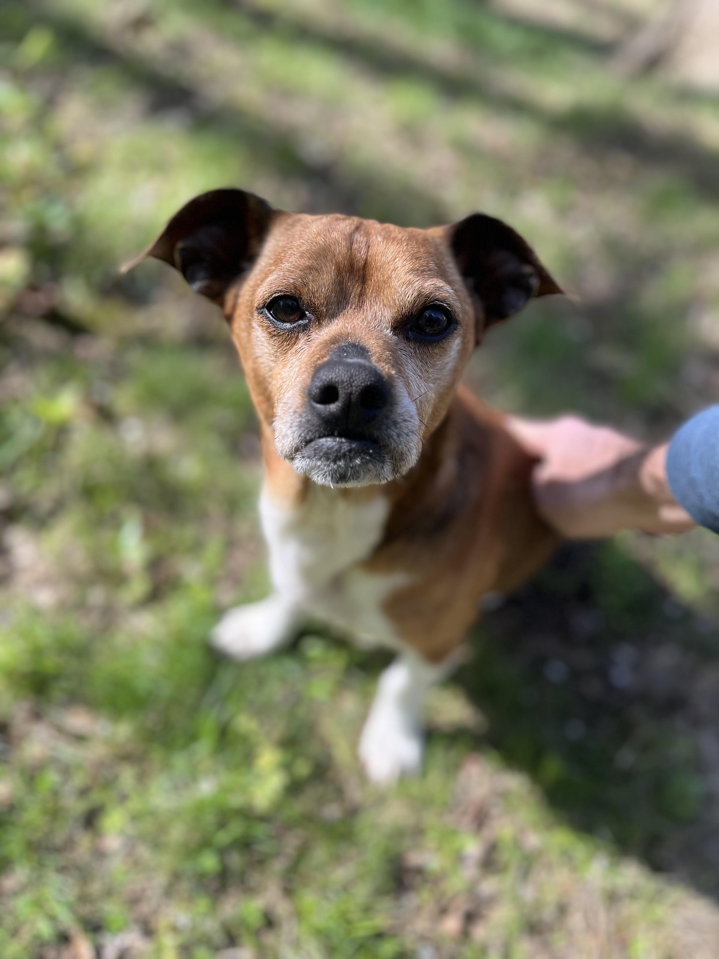 Enlarge Scrappy , a ADOPTABLE mixed breed in Waxhaw, NC image 3/5