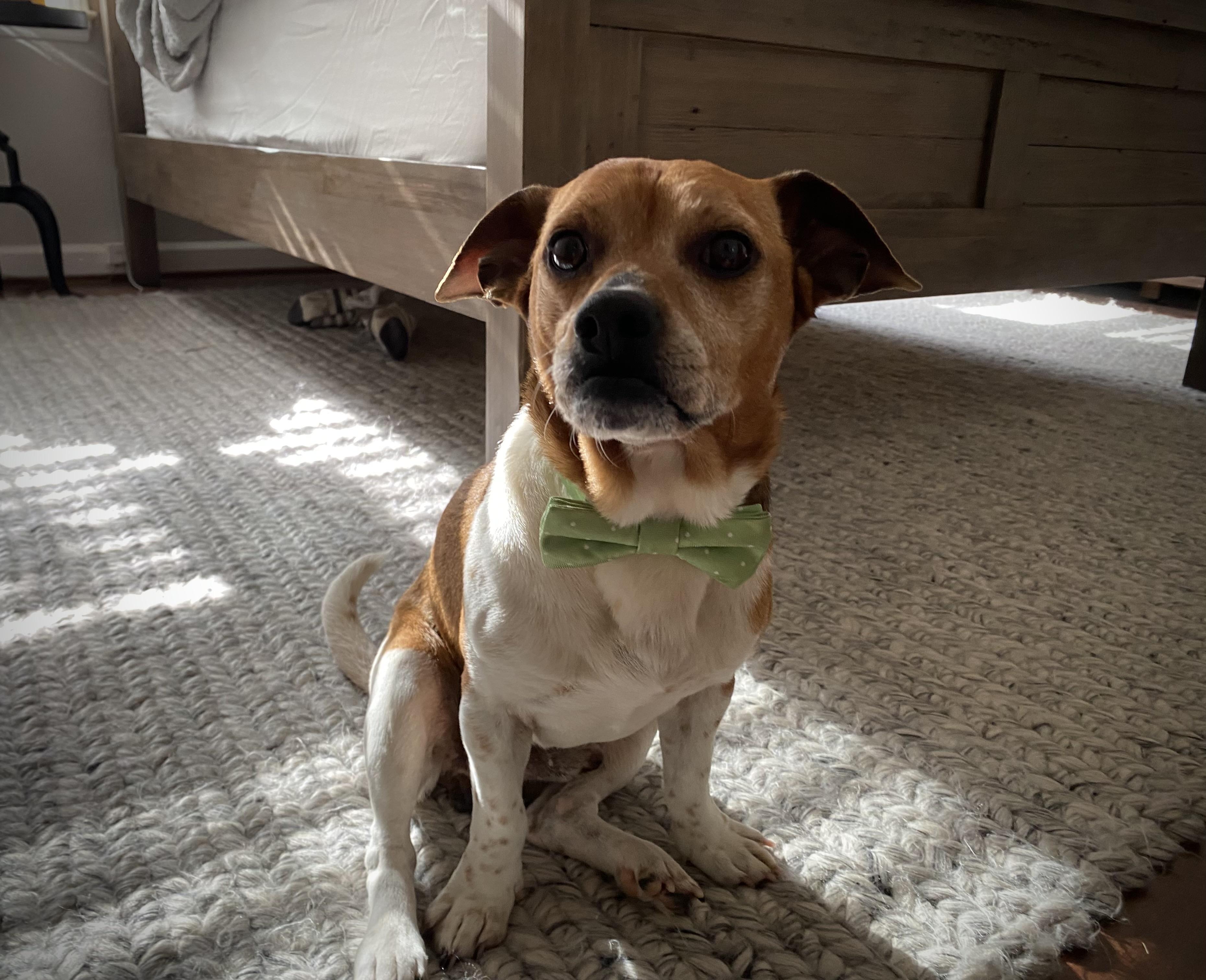 Scrappy , a ADOPTABLE mixed breed in Waxhaw, NC image 3/6