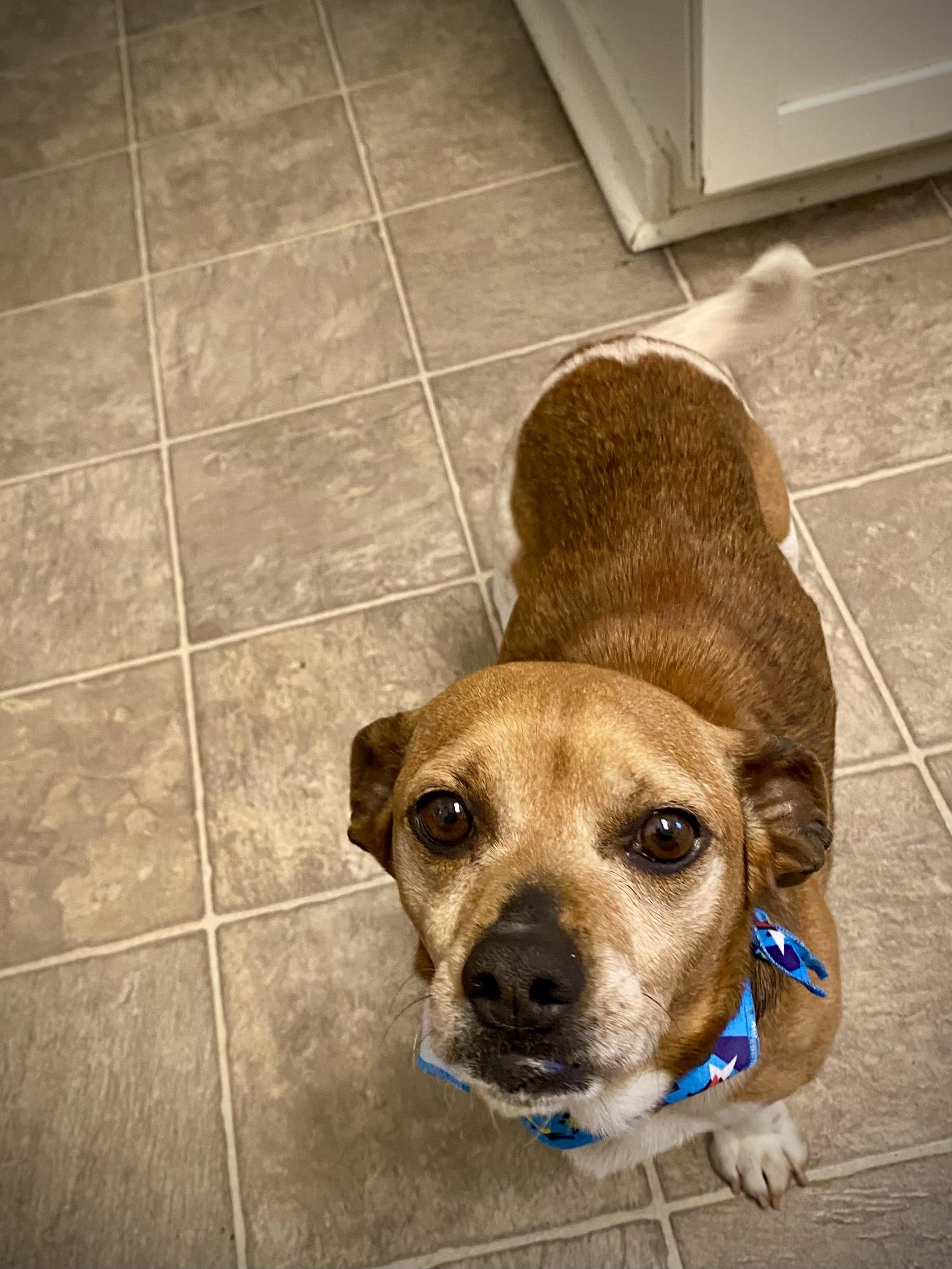 Enlarge Scrappy , a ADOPTABLE mixed breed in Waxhaw, NC image 4/5