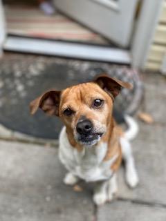 Scrappy , a ADOPTABLE mixed breed in Waxhaw, NC image 6/6