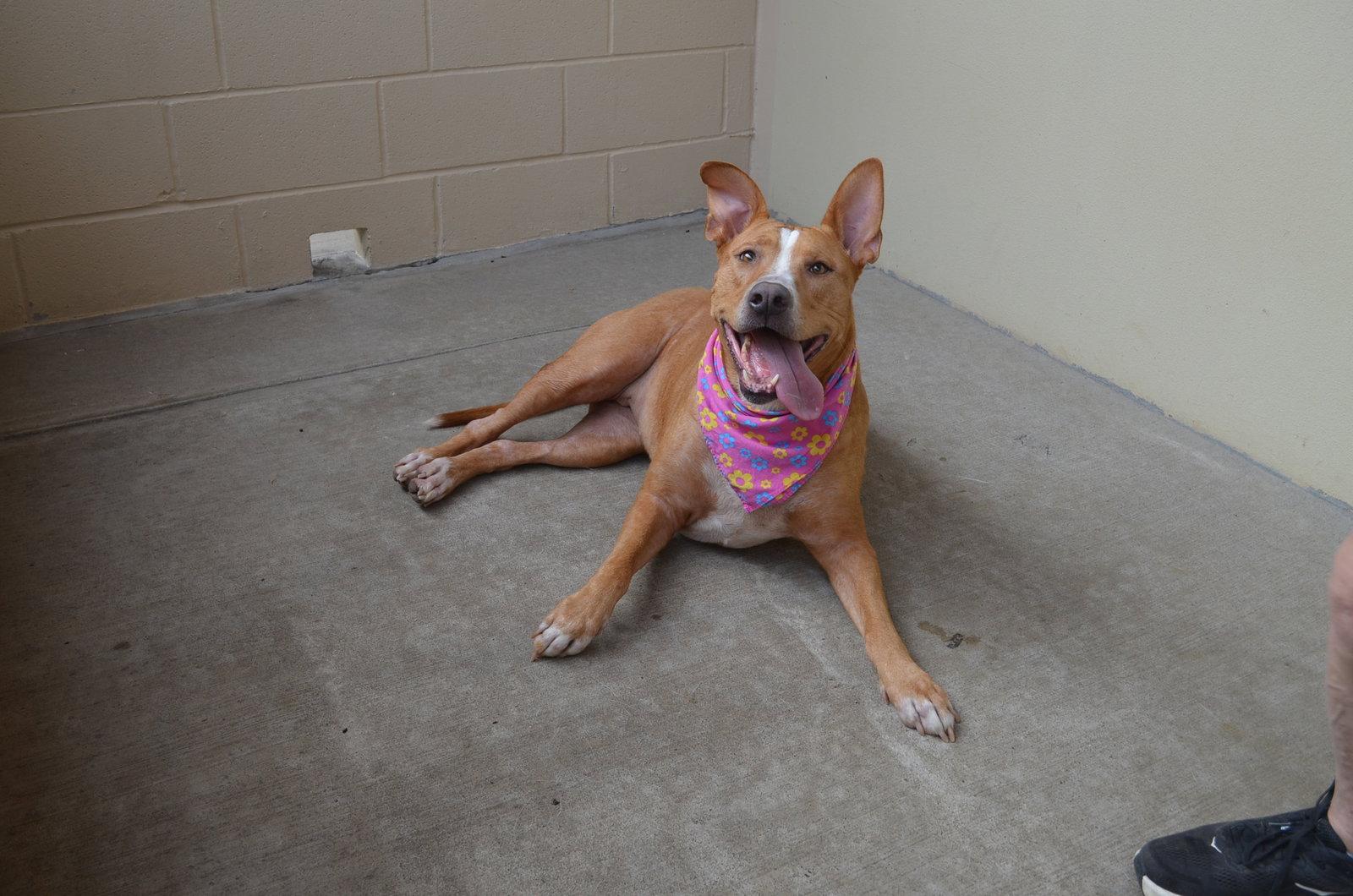 Willow, Adoptable, Adult Female Terrier.
