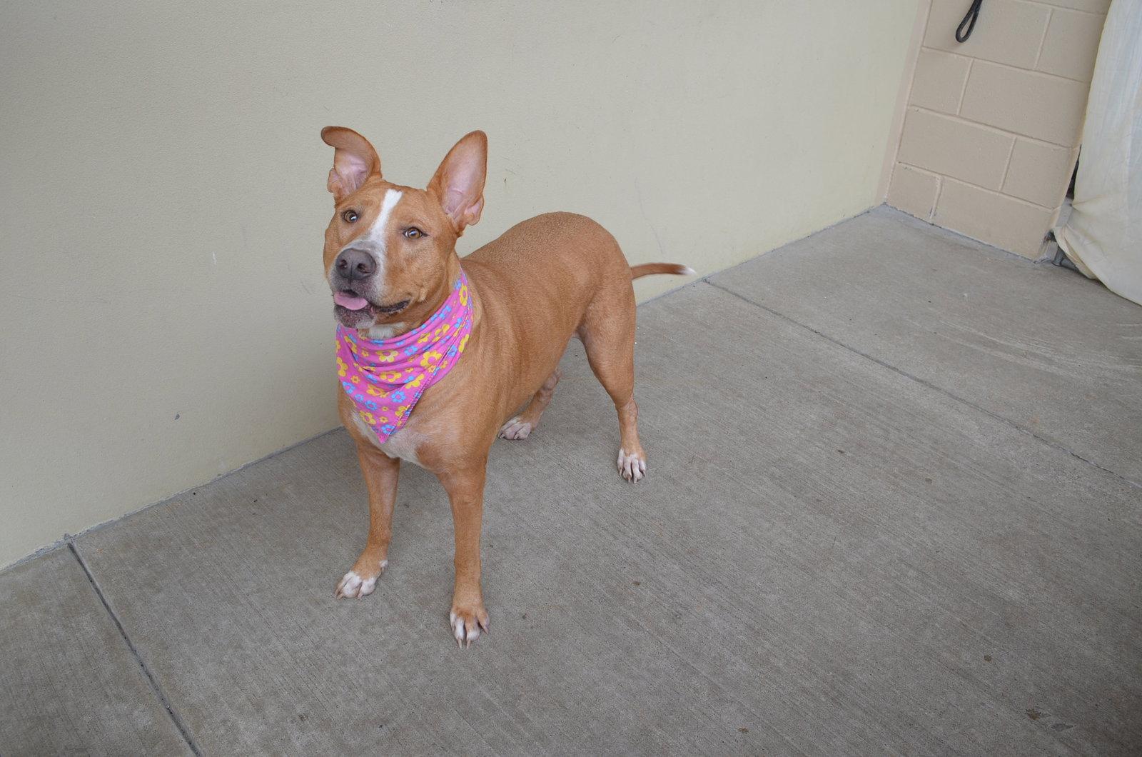 Willow, a Adoptable Terrier in McKinney, TX image 2/3