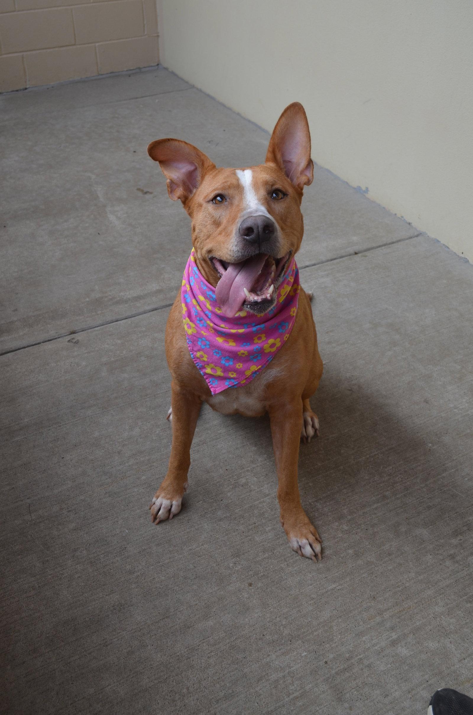 Willow, a Adoptable Terrier in McKinney, TX image 3/3