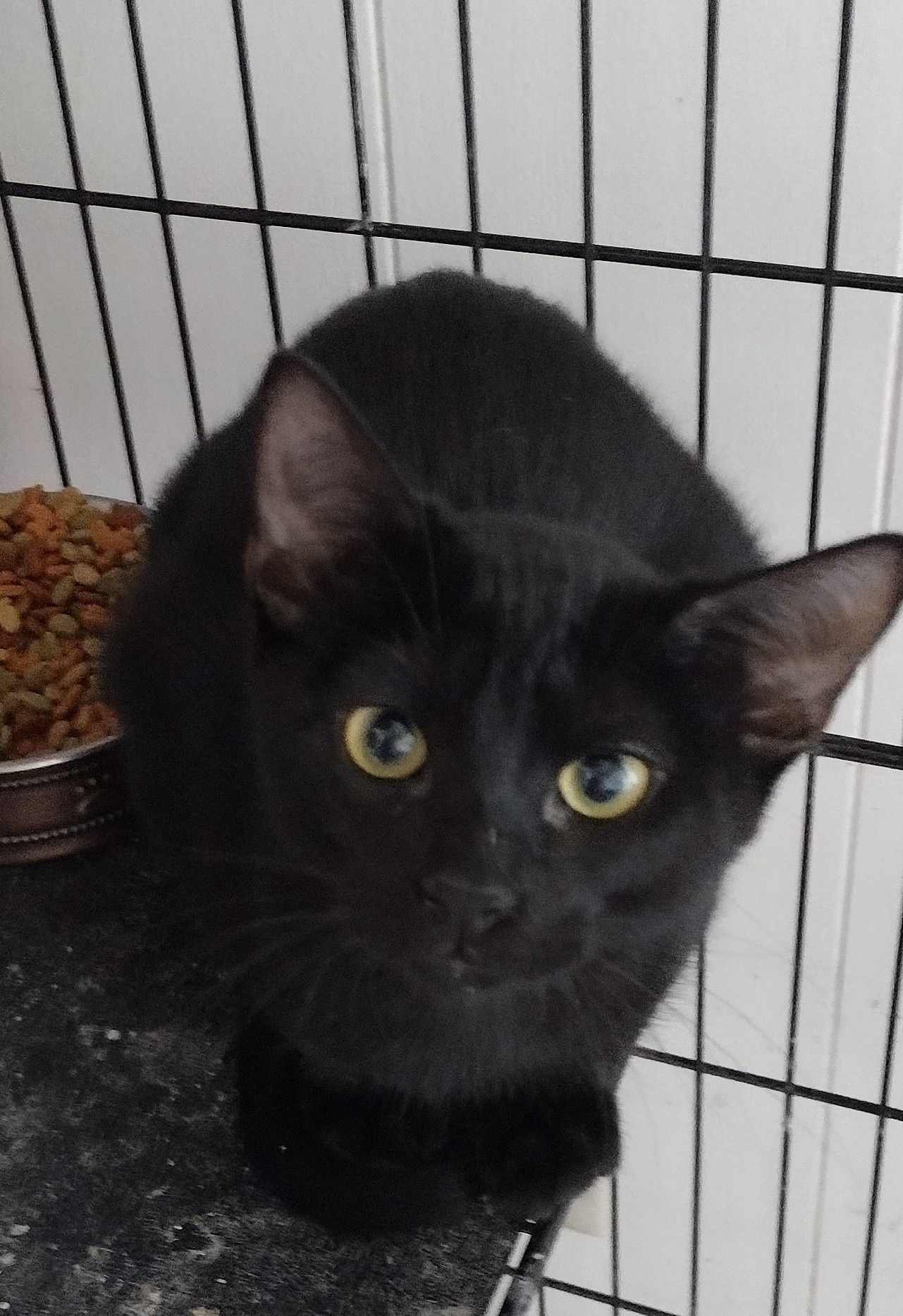 Enlarge Tinks, a Adoptable Domestic Short Hair in Mineola, TX image 1/1