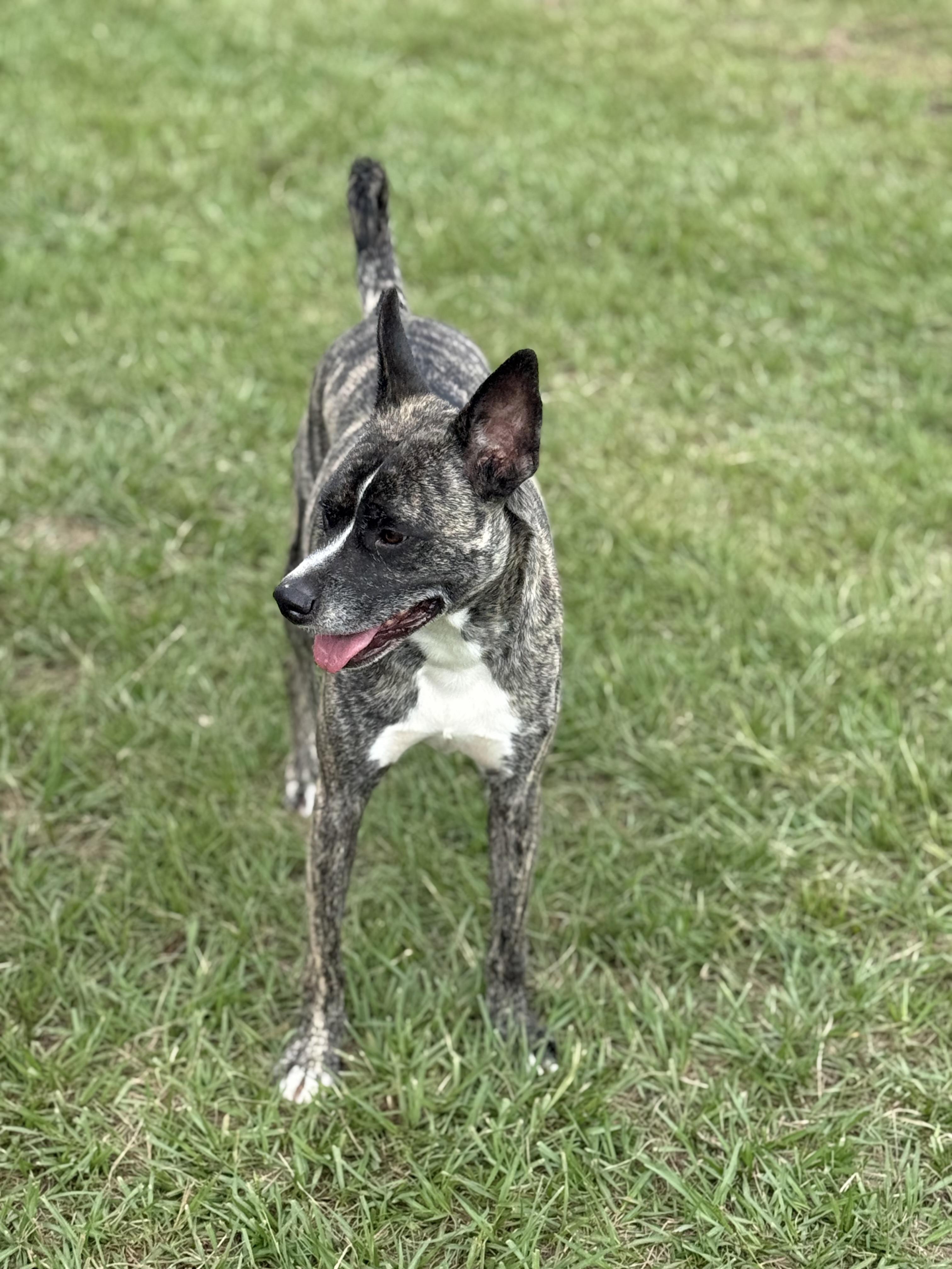 Enlarge Duece, a Adoptable mixed breed in Mount Hermon, LA image 2/6