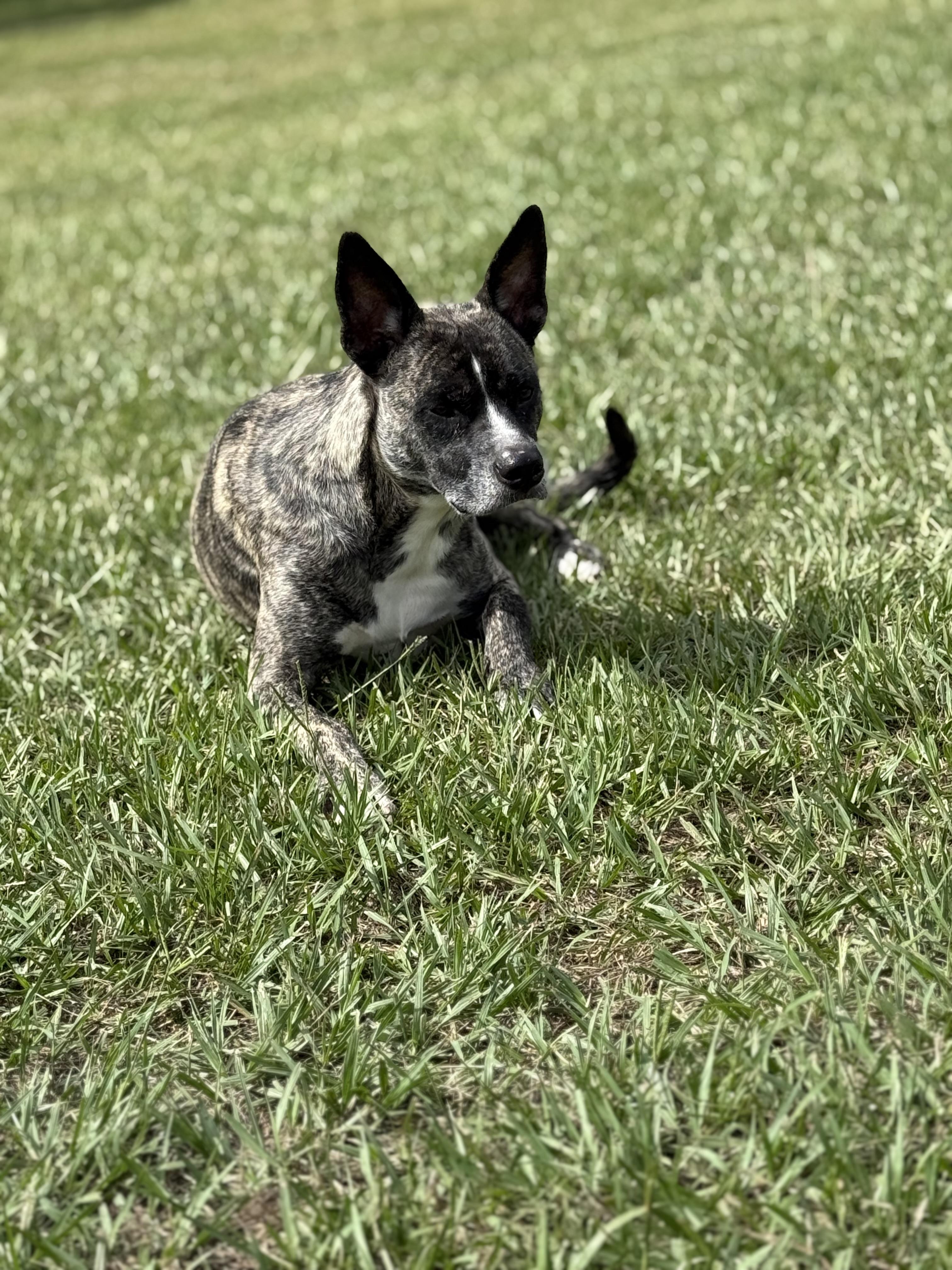 Enlarge Duece, a Adoptable mixed breed in Mount Hermon, LA image 4/6