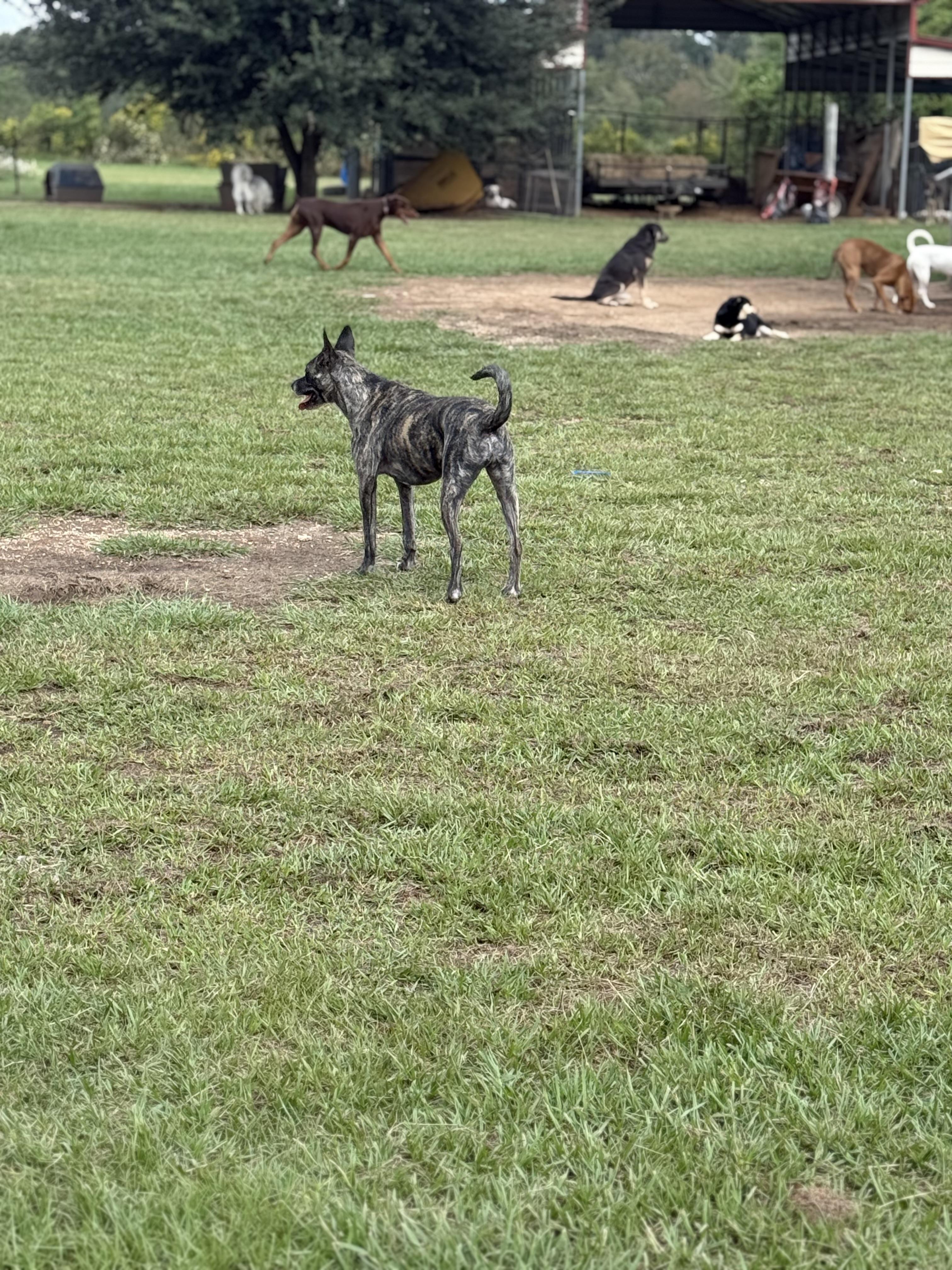 Enlarge Duece, a Adoptable mixed breed in Mount Hermon, LA image 5/6