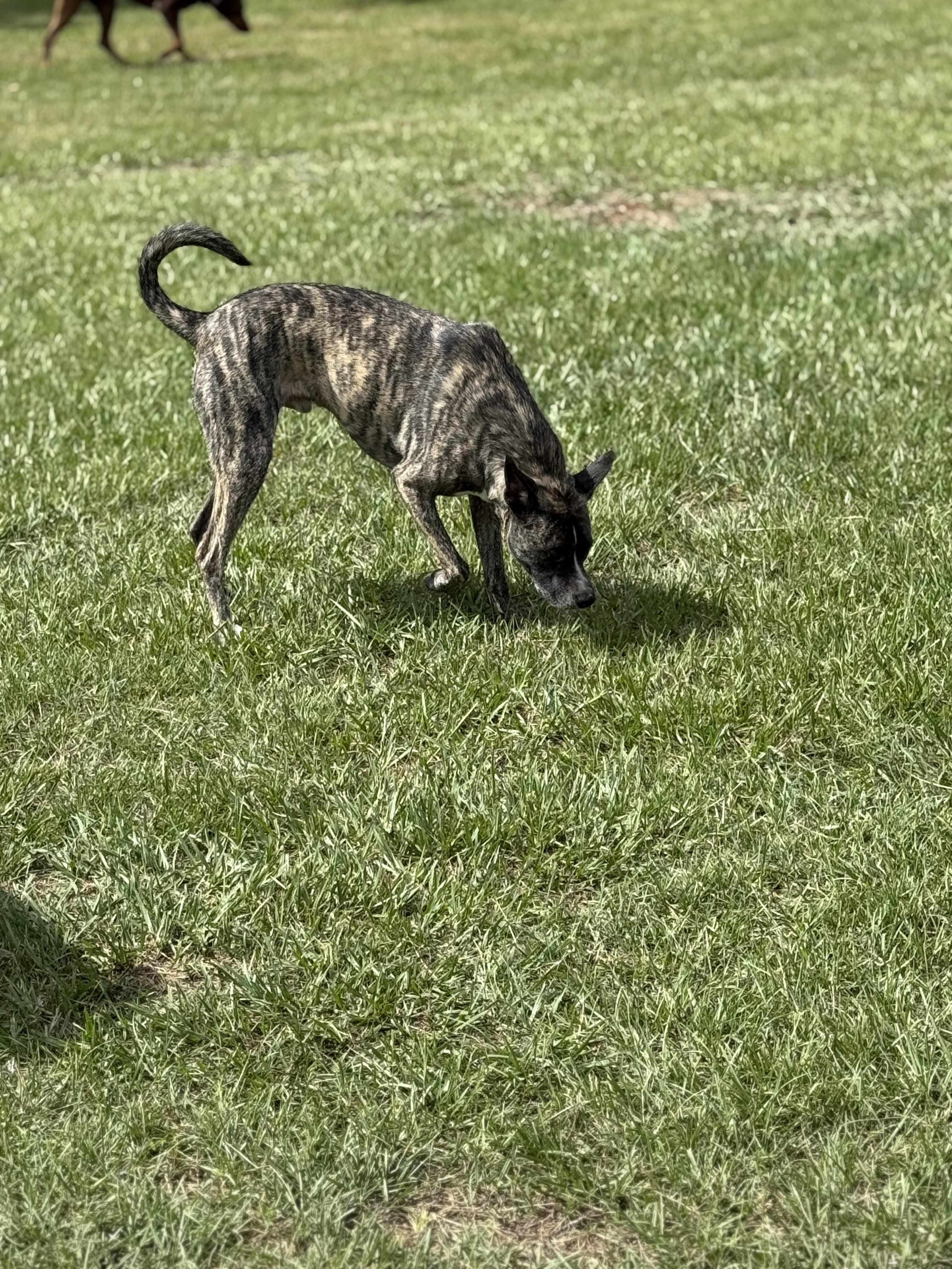 Enlarge Duece, a Adoptable mixed breed in Mount Hermon, LA image 3/6