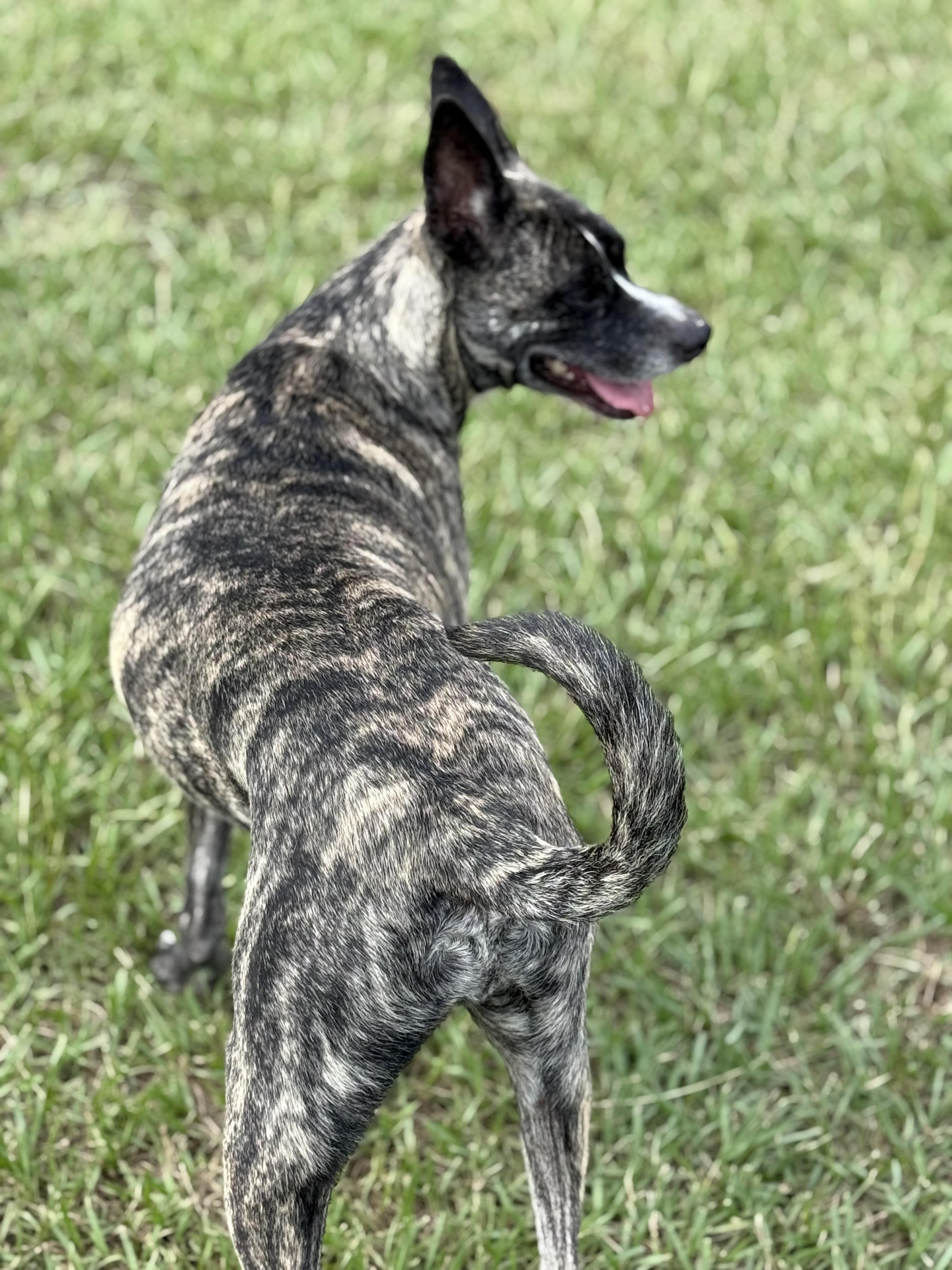 Enlarge Duece, a Adoptable mixed breed in Mount Hermon, LA image 6/6