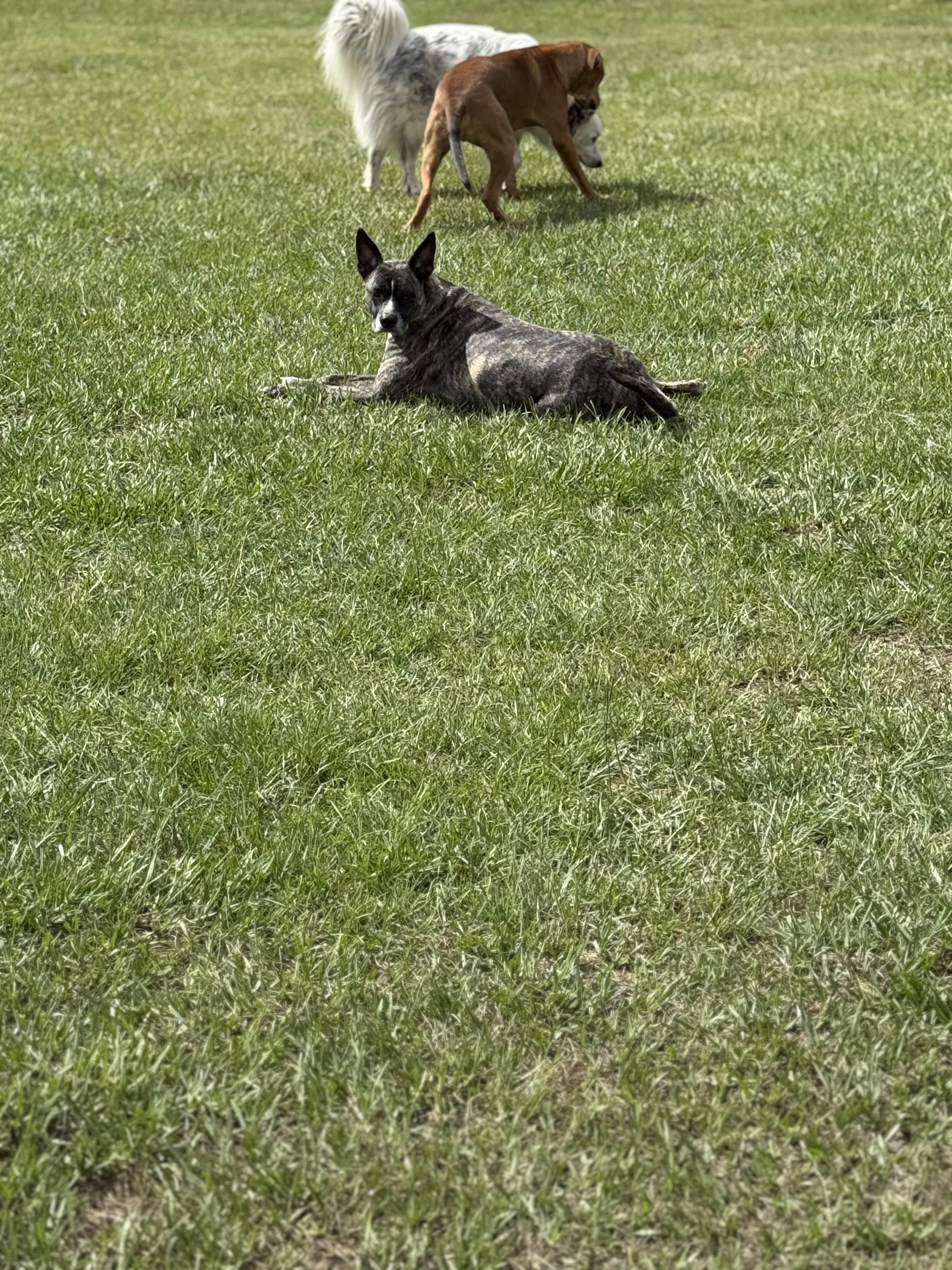 Enlarge Duece, a Adoptable mixed breed in Mount Hermon, LA image 1/6