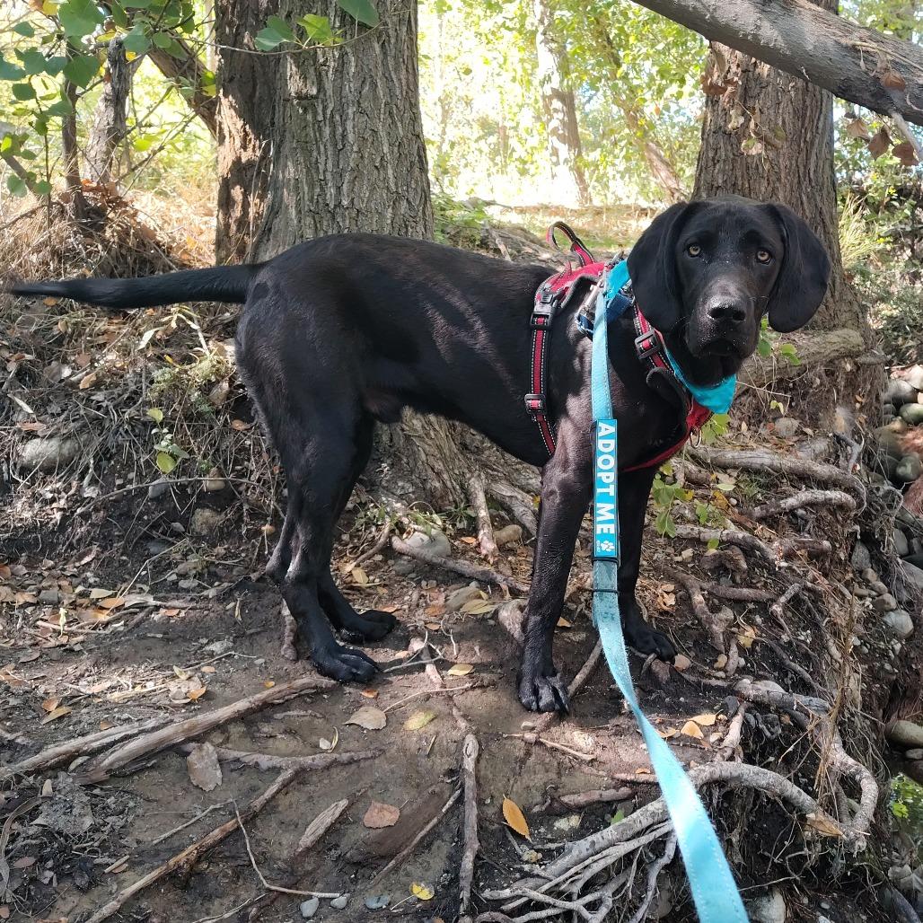 Enlarge Koda, a Adoptable mixed breed in Murray, UT image 1/6