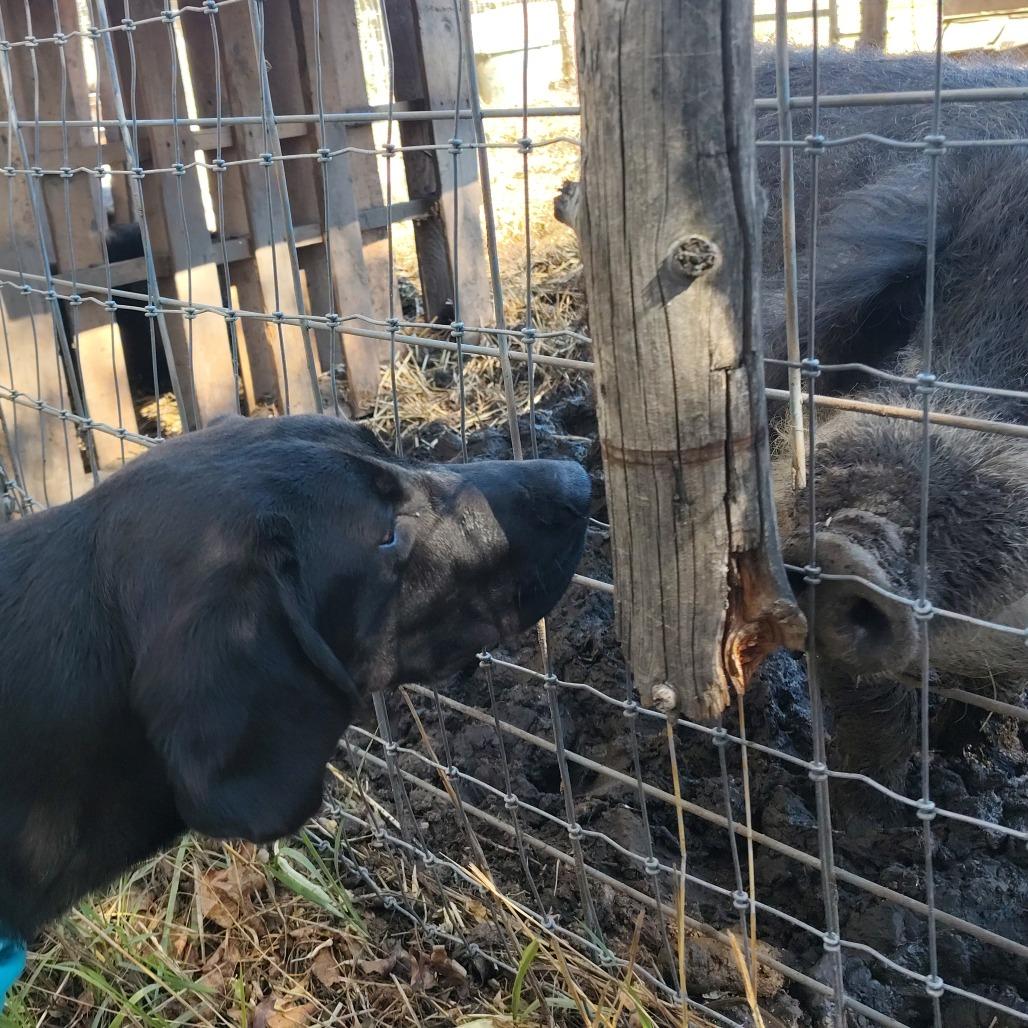 Enlarge Koda, a Adoptable mixed breed in Murray, UT image 2/6