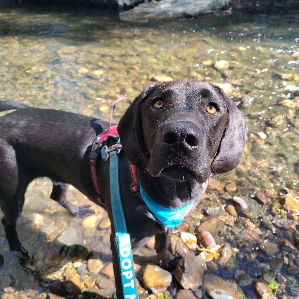 Enlarge Koda, a Adoptable mixed breed in Murray, UT image 3/6