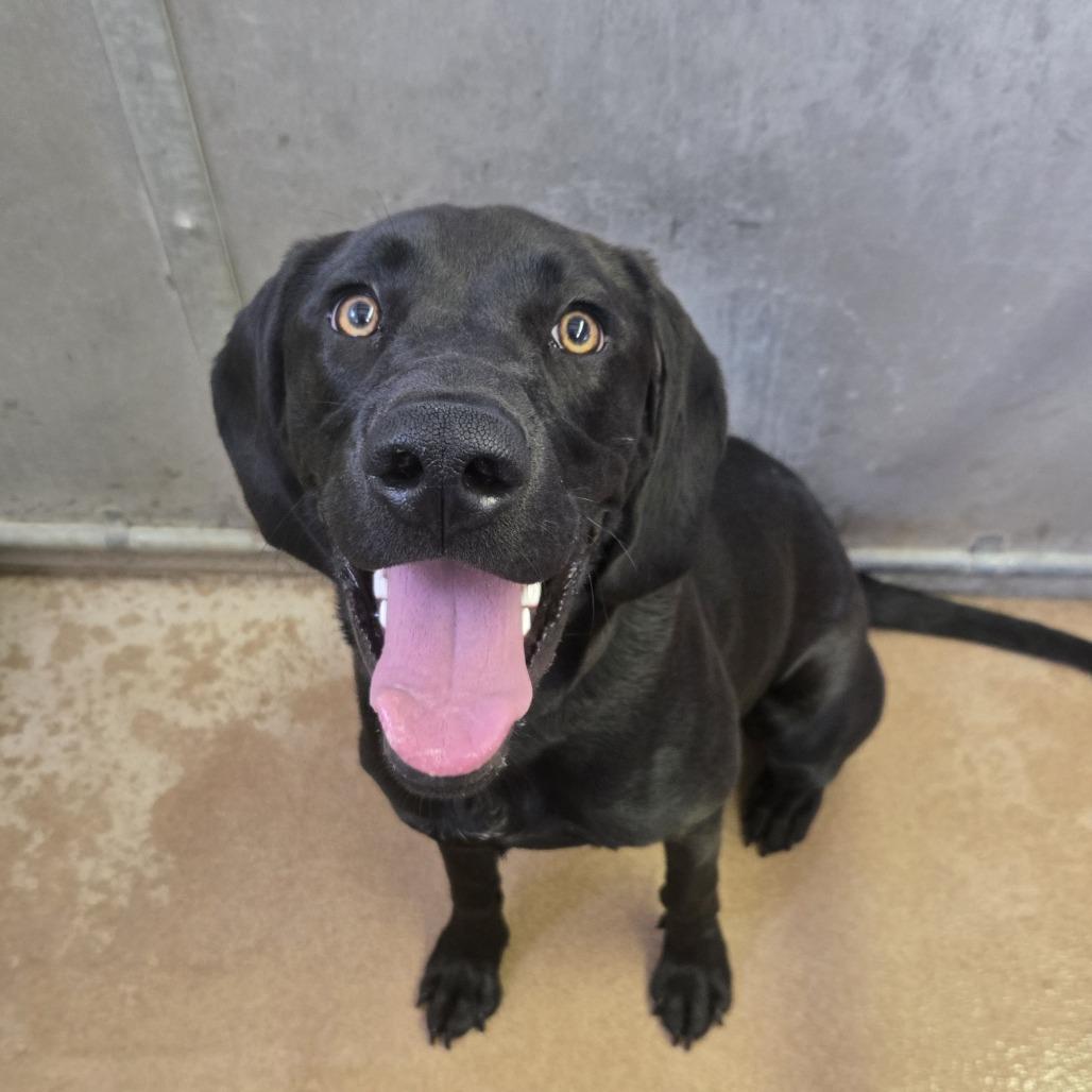 Enlarge Koda, a Adoptable mixed breed in Murray, UT image 4/6