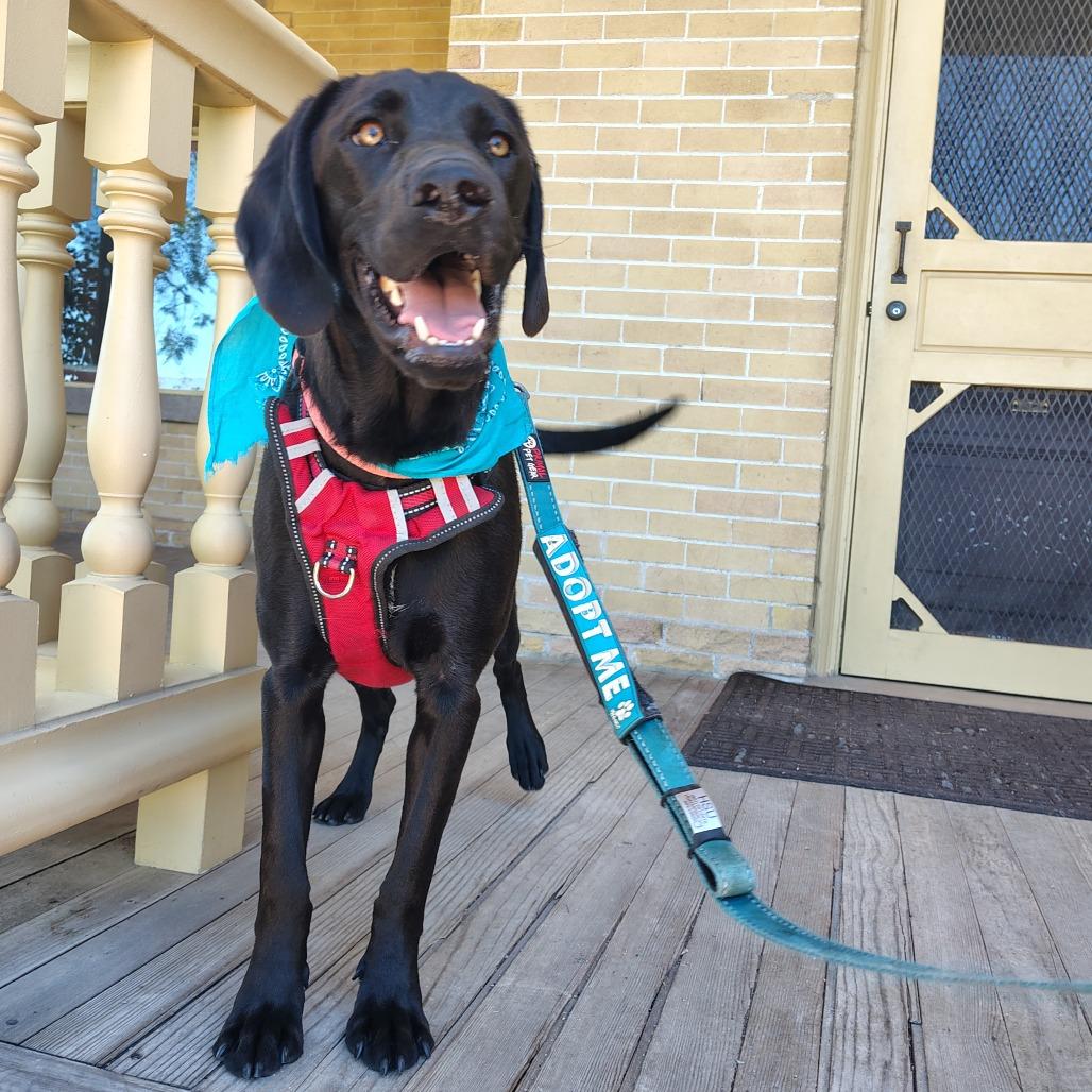 Enlarge Koda, a Adoptable mixed breed in Murray, UT image 5/6