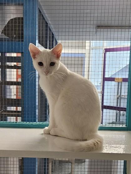 Enlarge Finley, a Adoptable Domestic Short Hair in Freeport, IL image 1/1