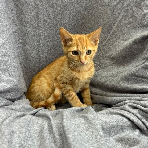 Cosmo, Adoptable, Kitten Male Domestic Short Hair & Domestic Short Hair.