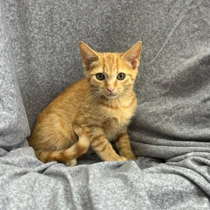 Enlarge Cosmo, a Adoptable mixed breed in Madisonville, KY image 2/6