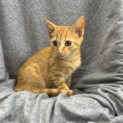 Enlarge Cosmo, a Adoptable mixed breed in Madisonville, KY image 3/6