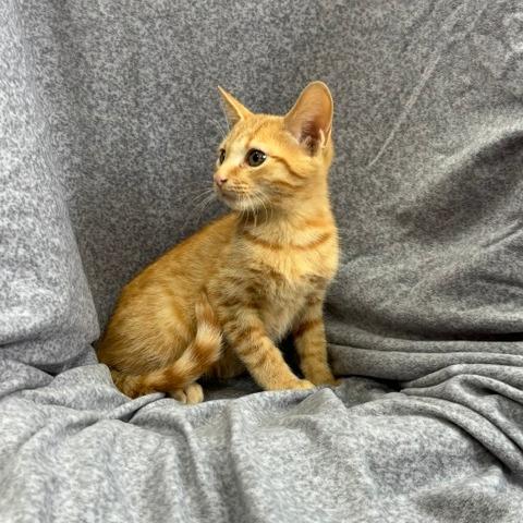 Enlarge Cosmo, a Adoptable mixed breed in Madisonville, KY image 4/6
