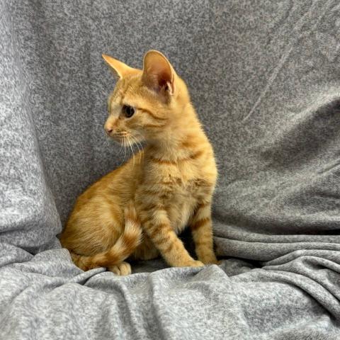 Enlarge Cosmo, a Adoptable mixed breed in Madisonville, KY image 5/6