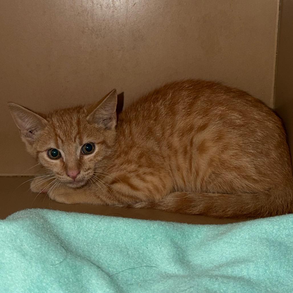 Enlarge Cosmo, a Adoptable mixed breed in Madisonville, KY image 6/6