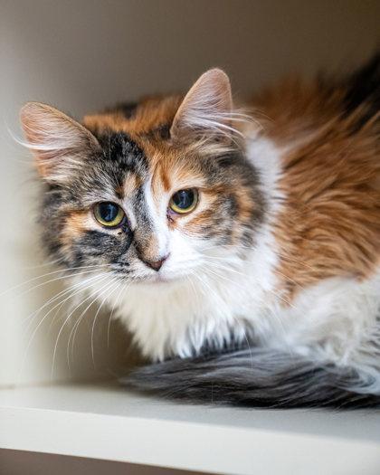 Manicotti, Adoptable, Adult Female Domestic Short Hair & Domestic Short Hair.