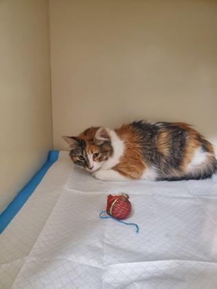 Manicotti, Adoptable, Adult Female Domestic Short Hair & Domestic Short Hair.