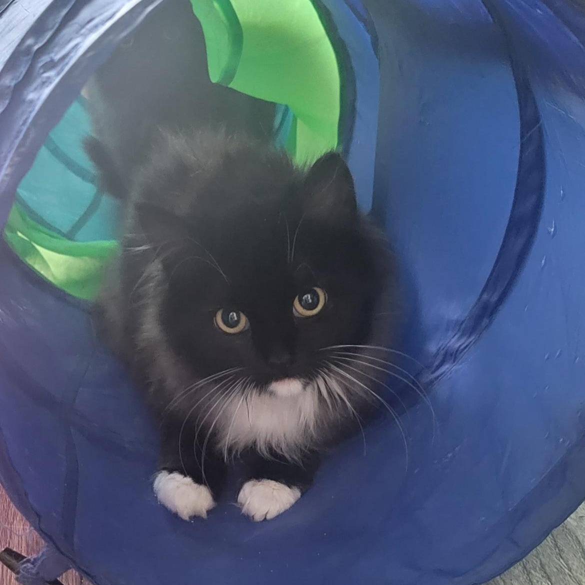 Enlarge Oopsie, a ADOPTABLE Domestic Long Hair in Brockport, NY image 1/6