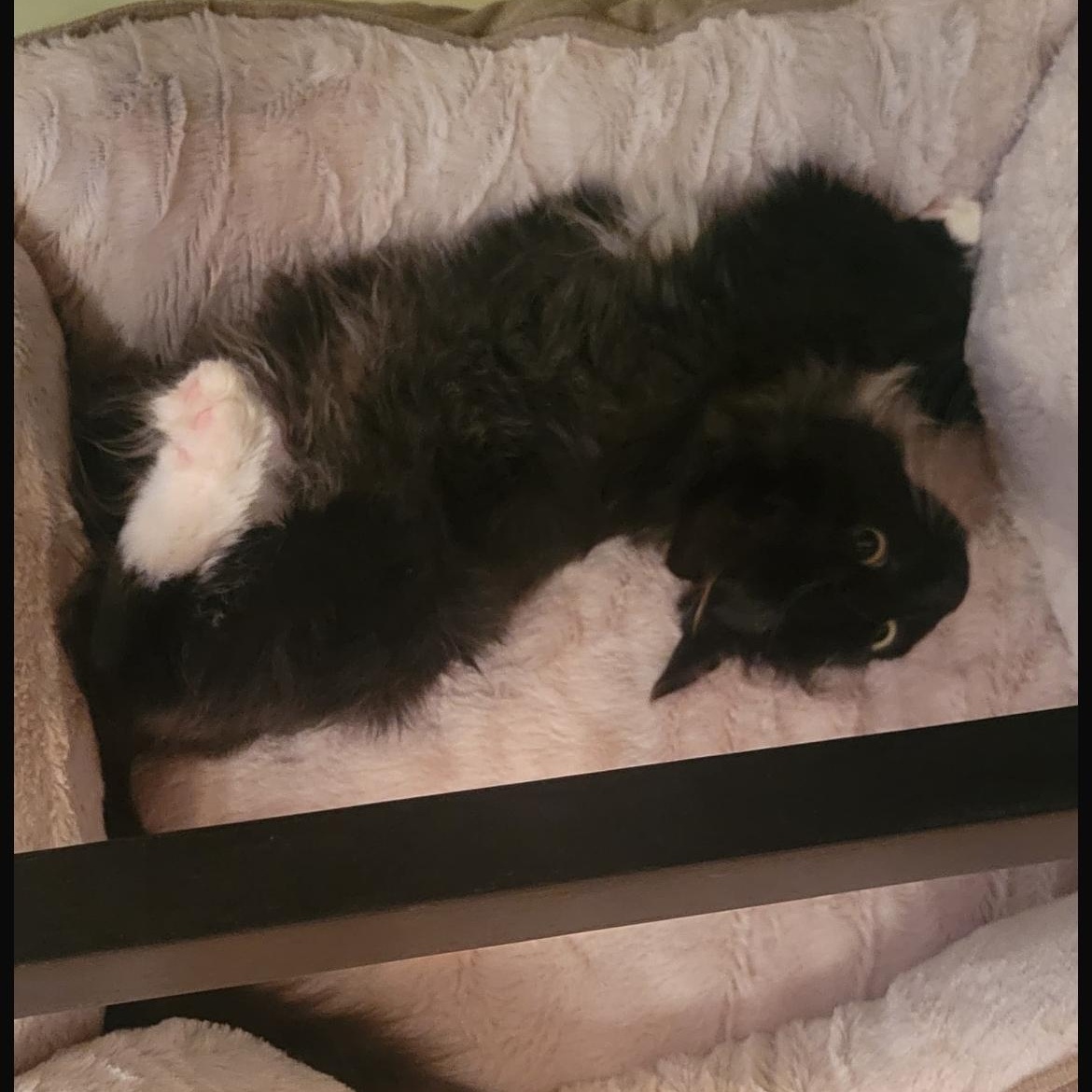 Enlarge Oopsie, a ADOPTABLE Domestic Long Hair in Brockport, NY image 3/6