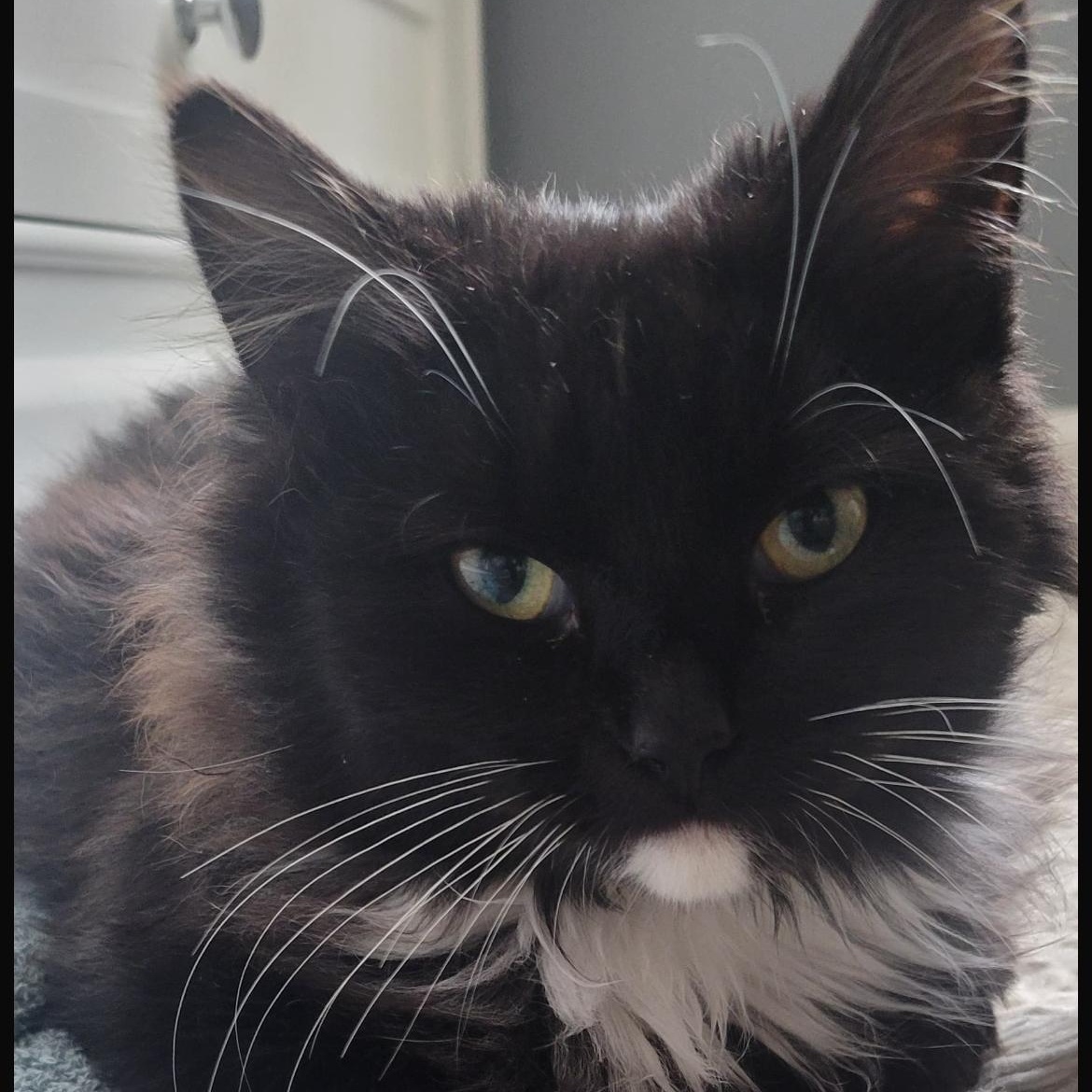 Enlarge Oopsie, a ADOPTABLE Domestic Long Hair in Brockport, NY image 6/6