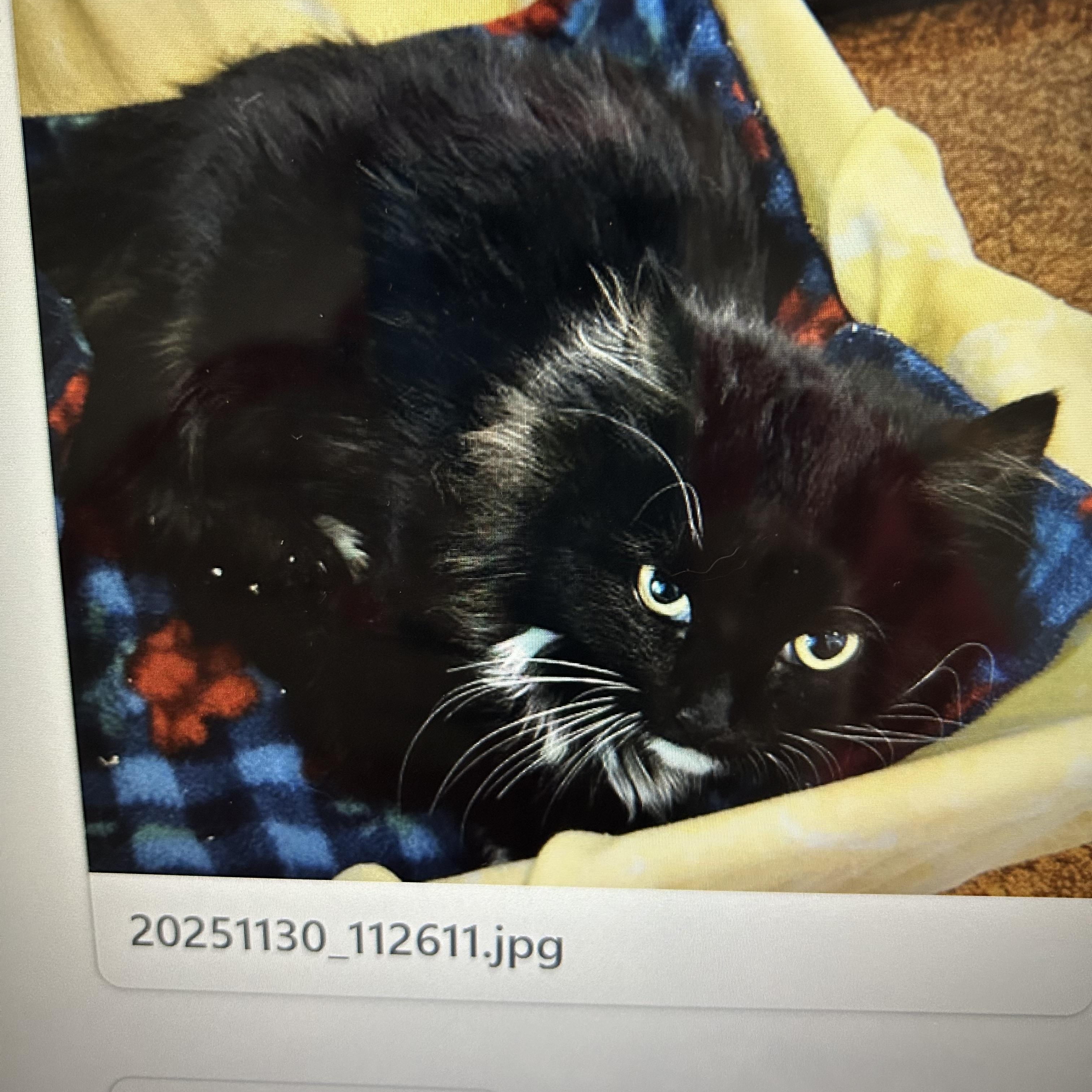 Enlarge Oopsie, a ADOPTABLE Domestic Long Hair in Brockport, NY image 2/6