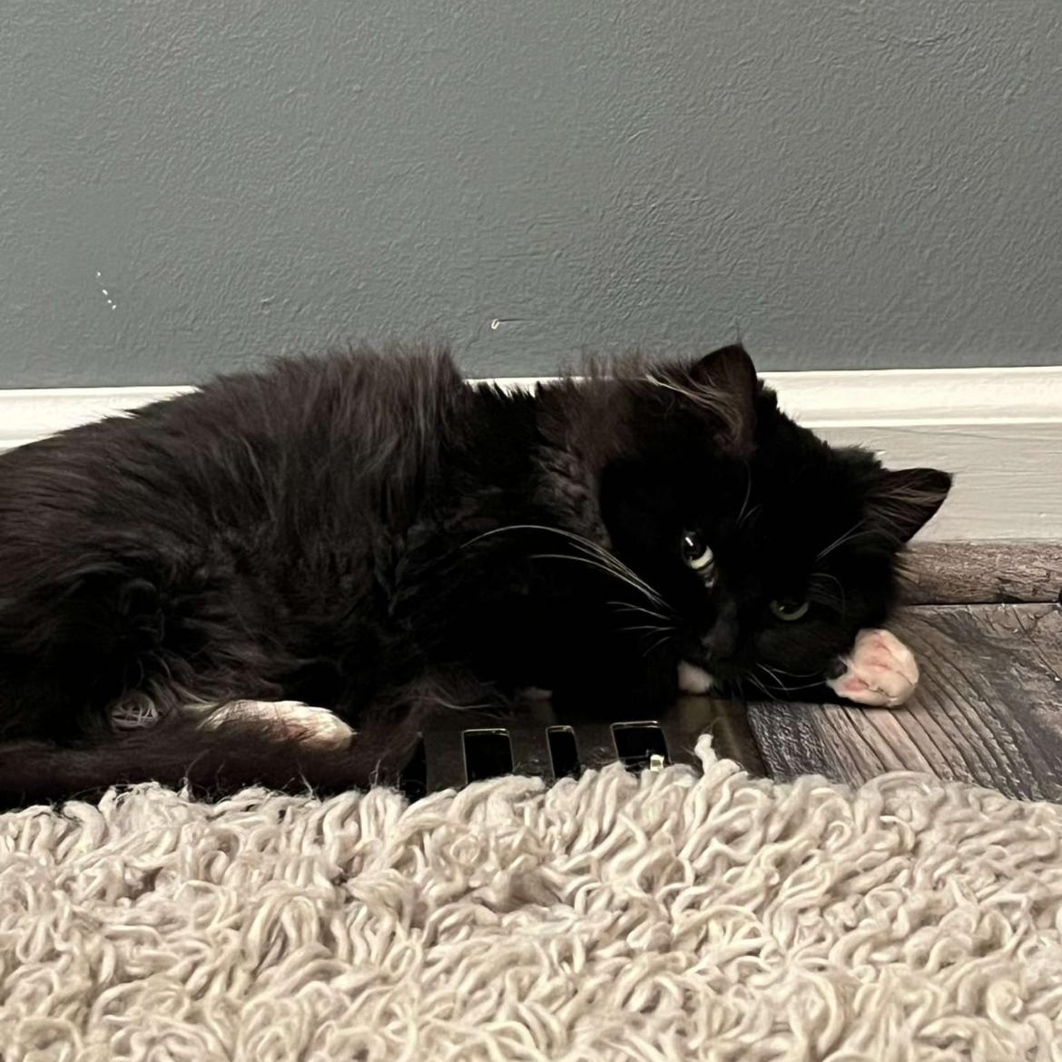 Enlarge Oopsie, a ADOPTABLE Domestic Long Hair in Brockport, NY image 4/6