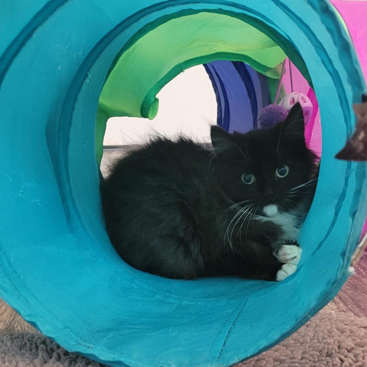 Enlarge Oopsie, a ADOPTABLE Domestic Long Hair in Brockport, NY image 5/6