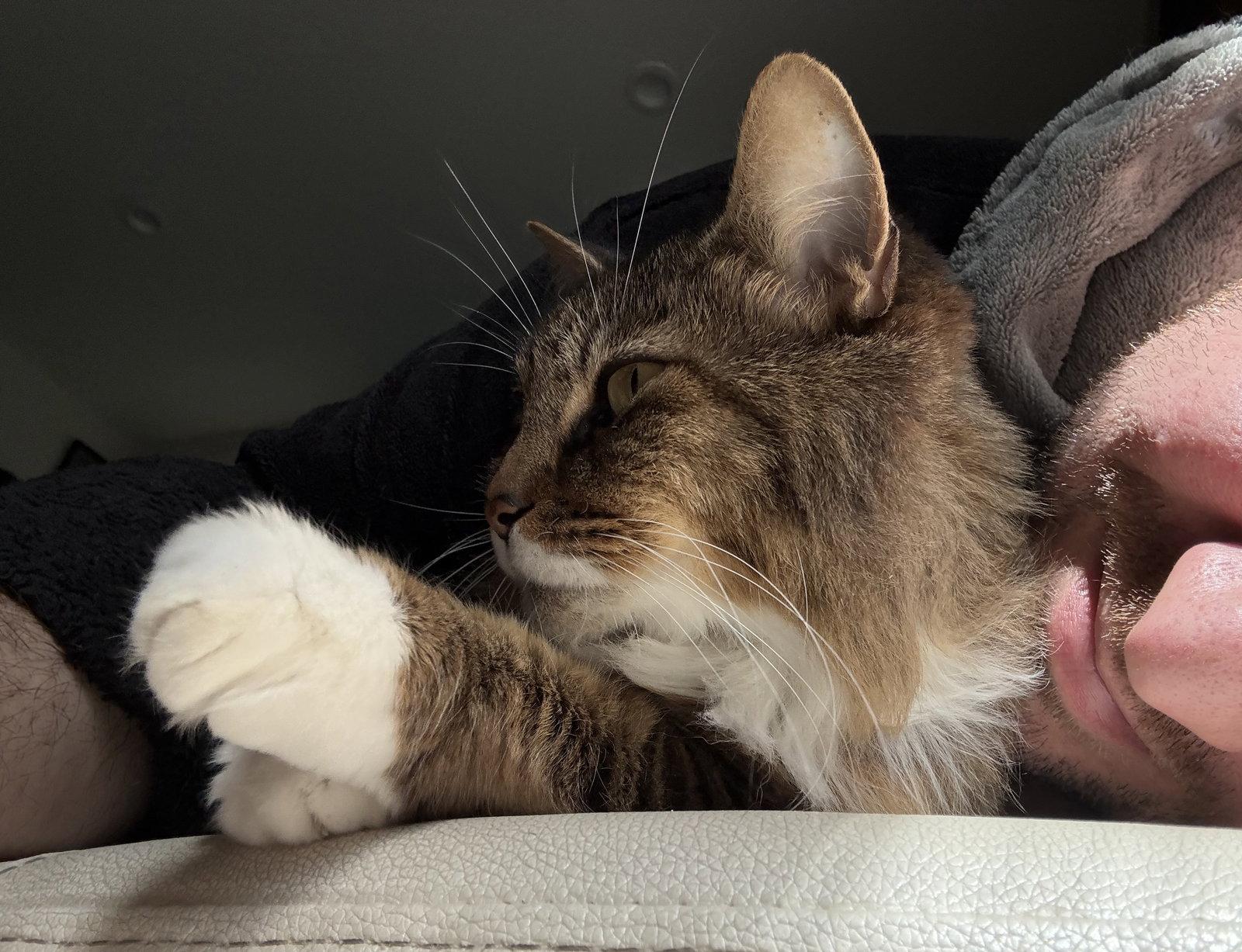 Polly, Adoptable, Senior Female Domestic Medium Hair.