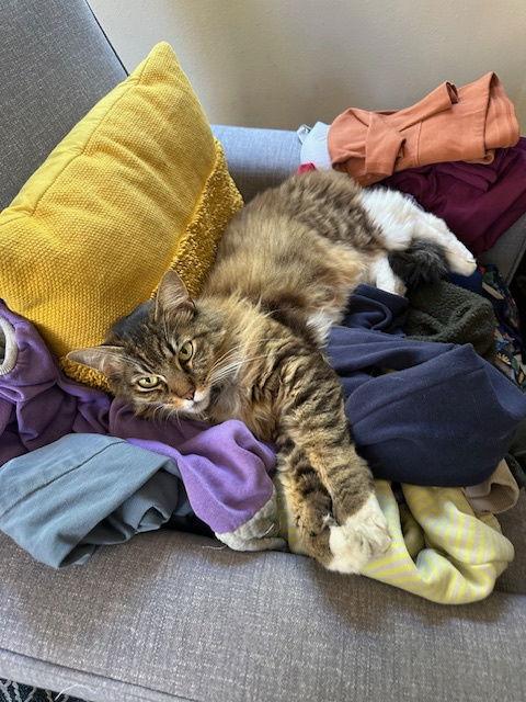 Enlarge Polly, a Adoptable Domestic Medium Hair in Oakland, CA image 2/3