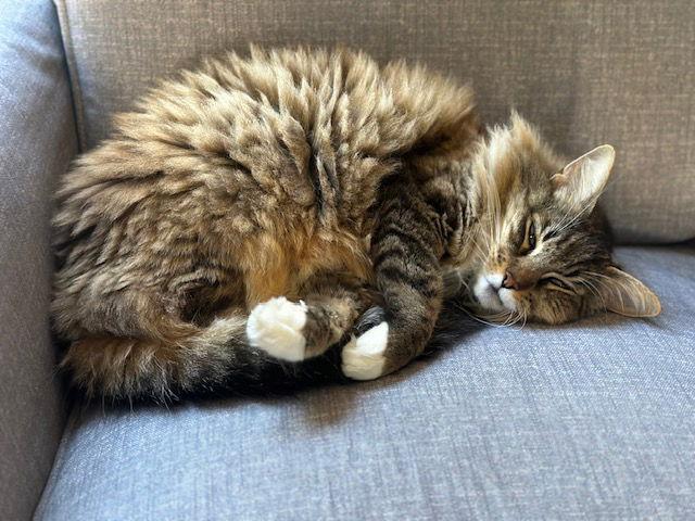 Enlarge Polly, a Adoptable Domestic Medium Hair in Oakland, CA image 3/3