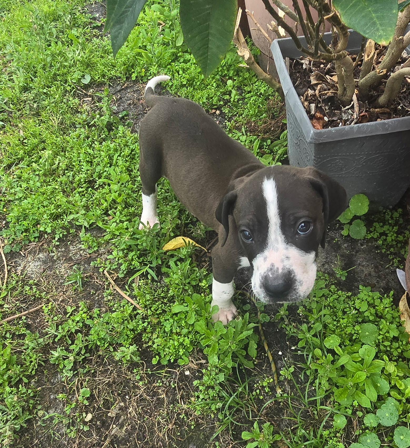 Enlarge Ryder , an adopted mixed breed in Tampa, FL image 2/4
