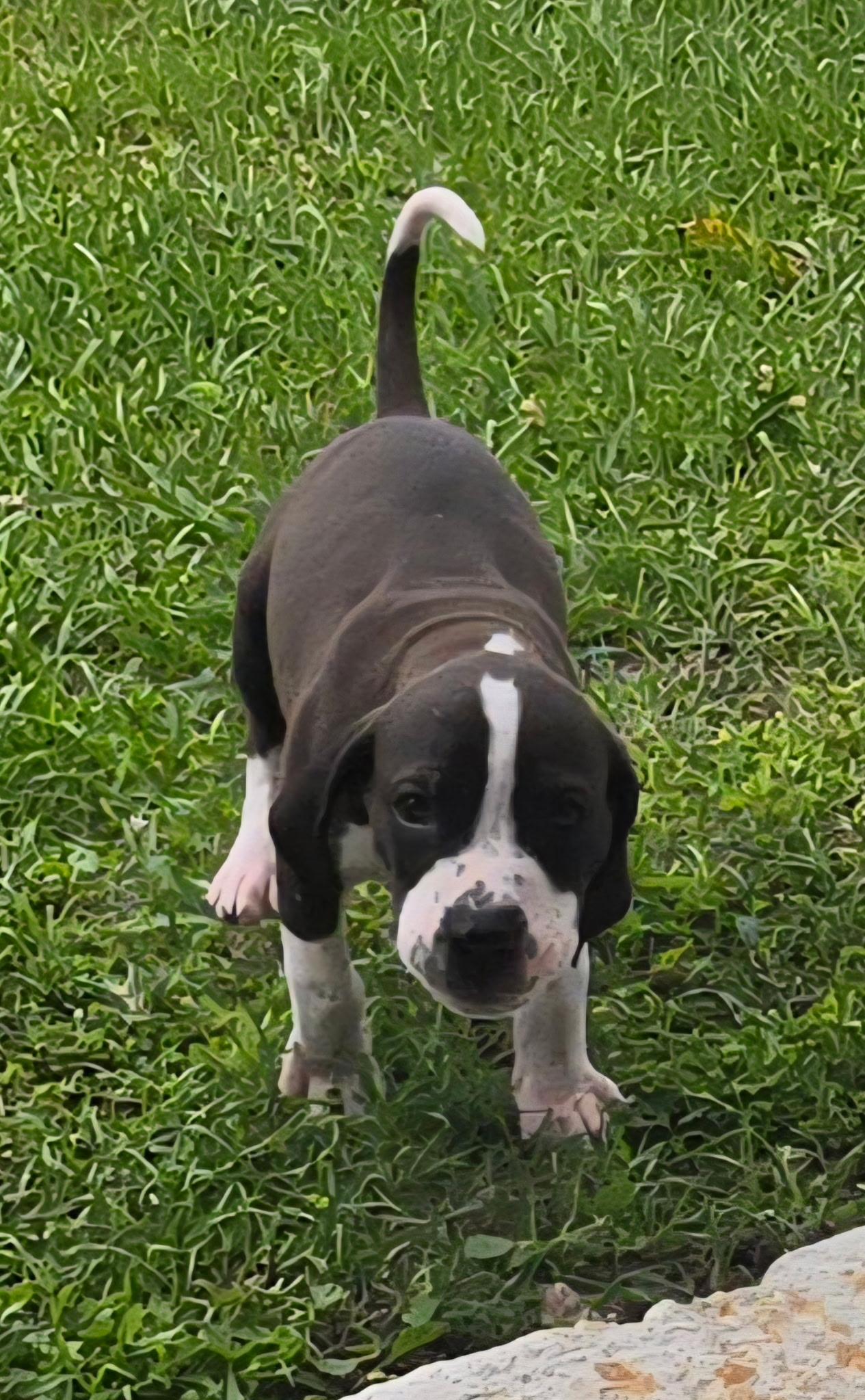 Enlarge Ryder , an adopted mixed breed in Tampa, FL image 4/4