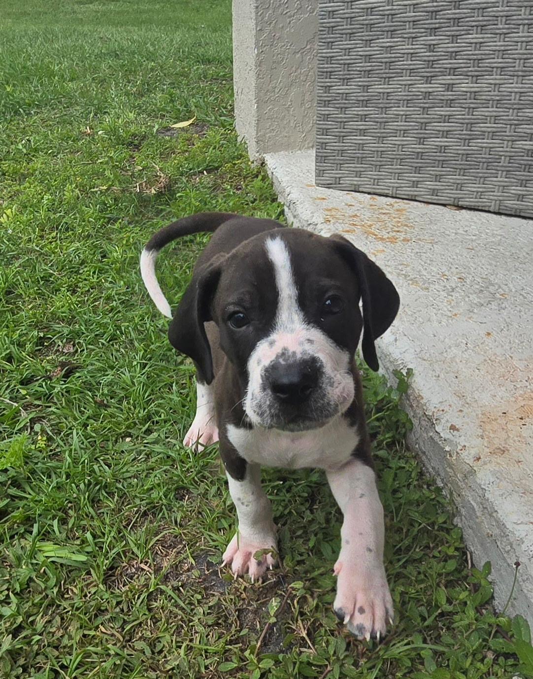 Enlarge Ryder , an adopted mixed breed in Tampa, FL image 3/4