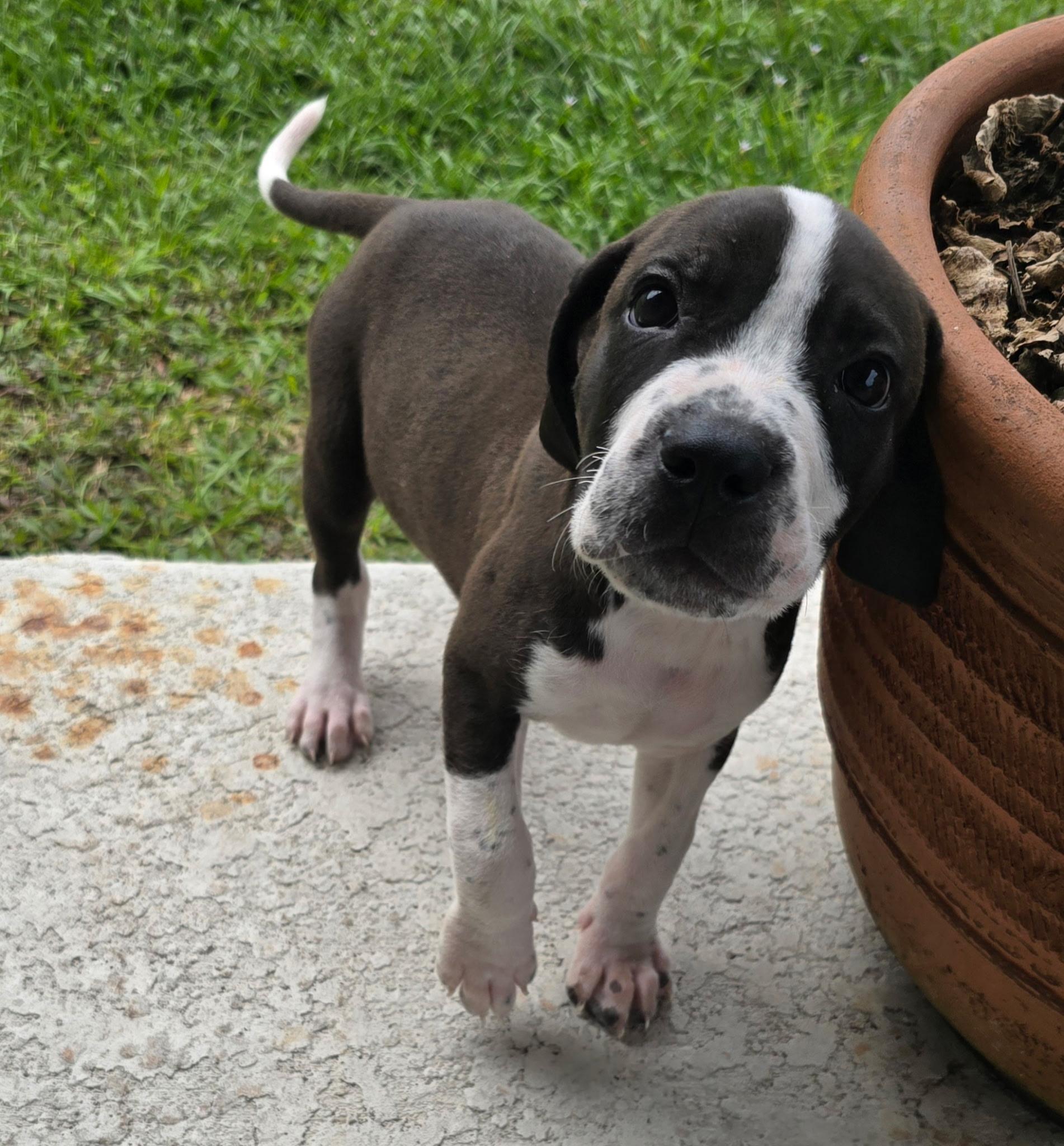 Ryder , adopted, Puppy Male Pit Bull Terrier.