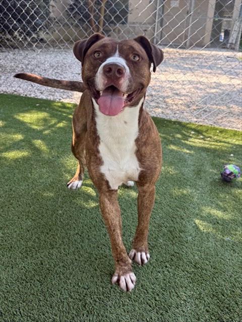 RALPH, Adoptable, Adult Male Mixed Breed.