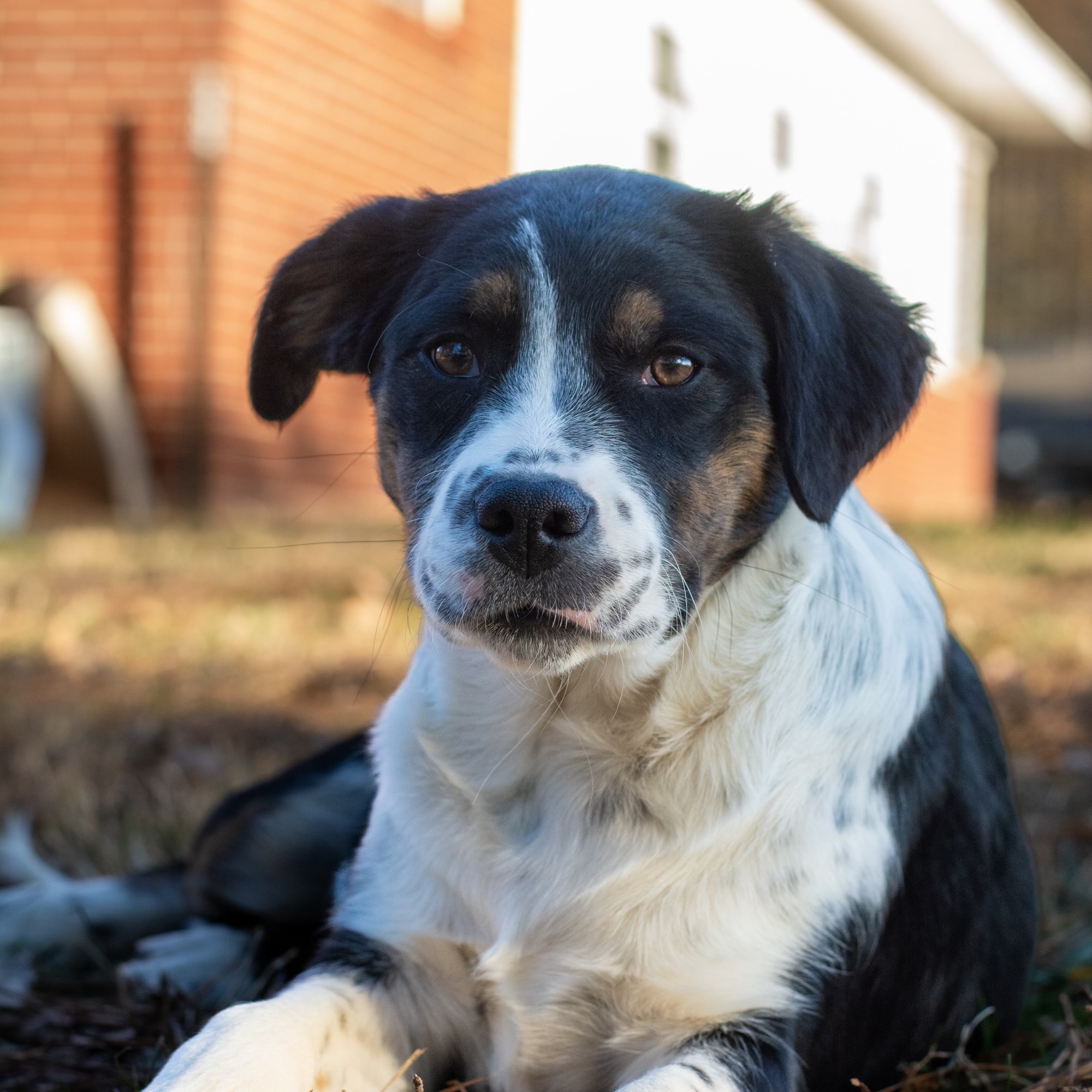 Dog for adoption Lilly, a Bernese Mountain Dog & Australian Shepherd
