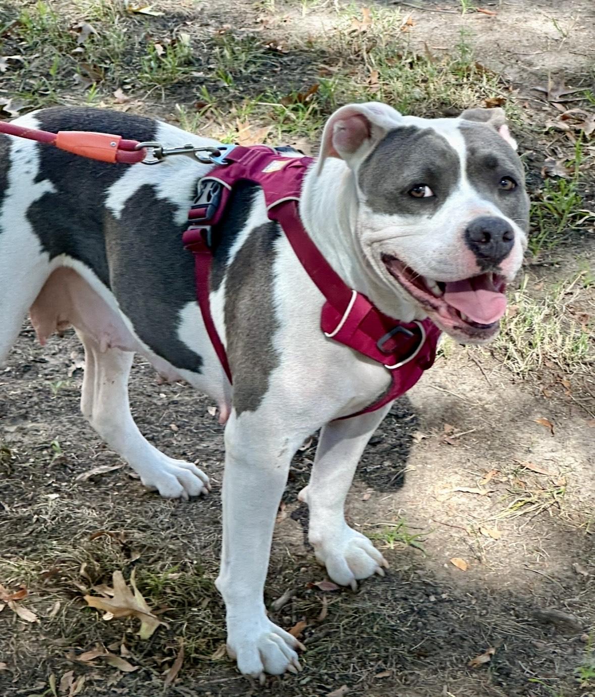 Mazzy, a Adoptable mixed breed in Watertown, CT image 1/4