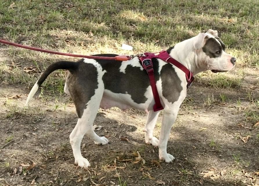 Mazzy, a Adoptable mixed breed in Watertown, CT image 4/4