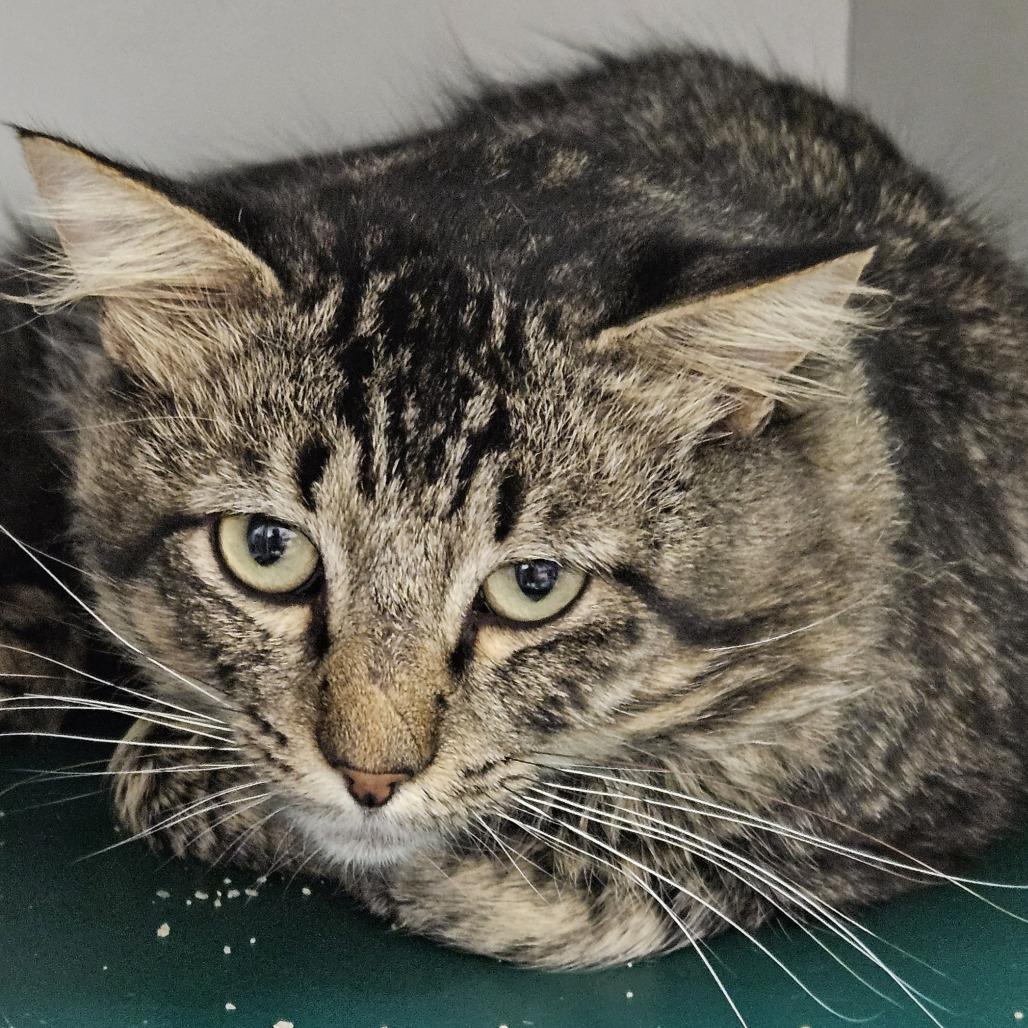 Enlarge Fritz, a Adoptable Domestic Medium Hair in Kingman, KS image 1/1