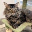 Enlarge Fritz, a Adoptable Domestic Medium Hair in Kingman, KS image 2/2