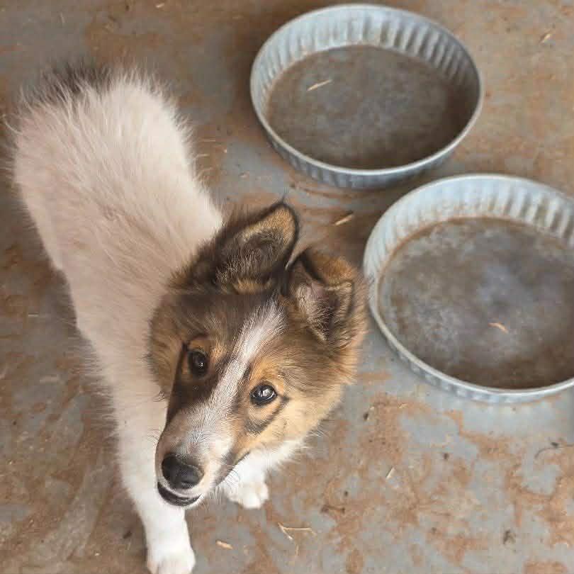 Enlarge Shasta, an adopted mixed breed in Uxbridge, MA image 1/1