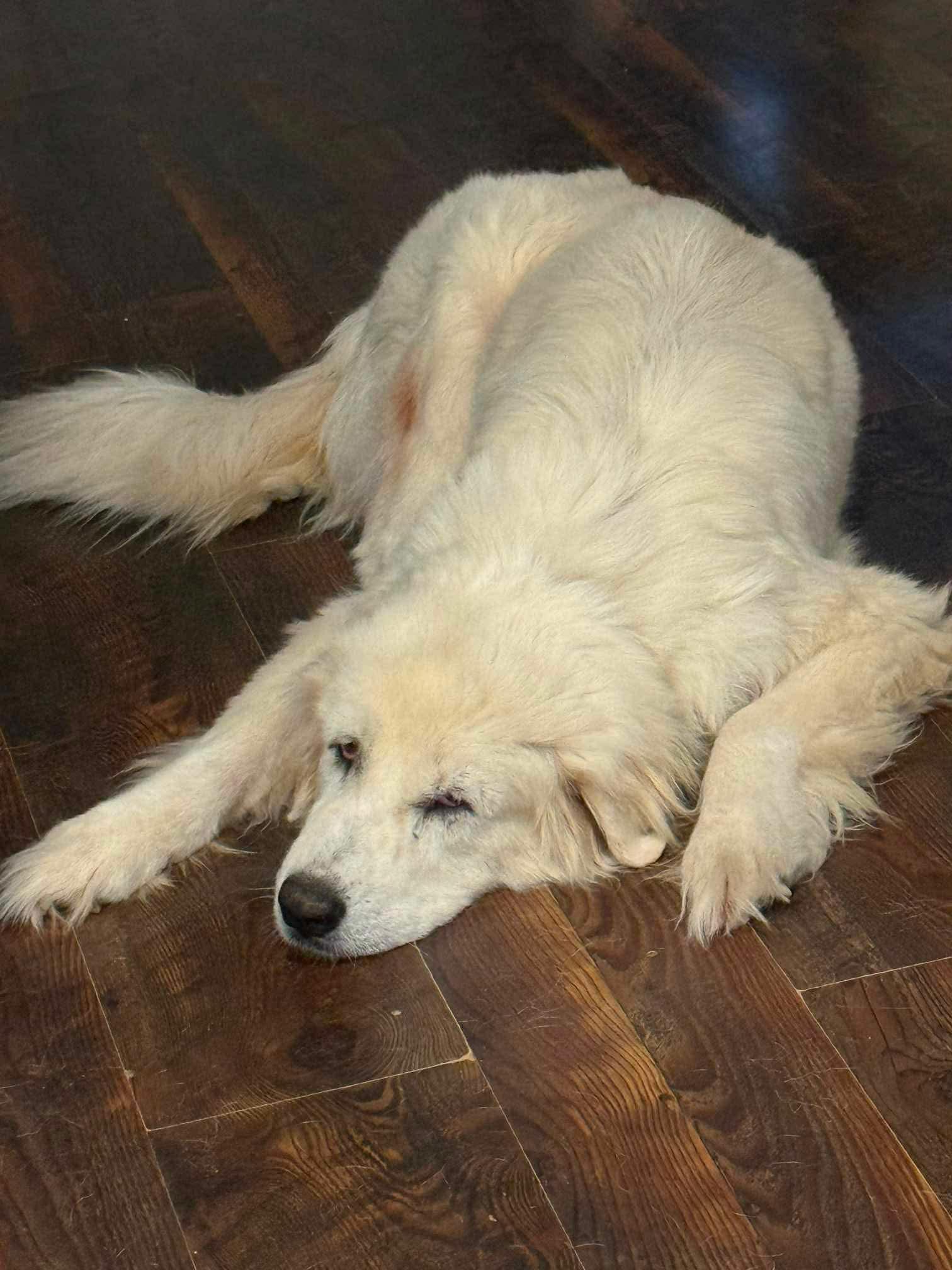 Lucki, Adoptable, Adult Female Great Pyrenees.