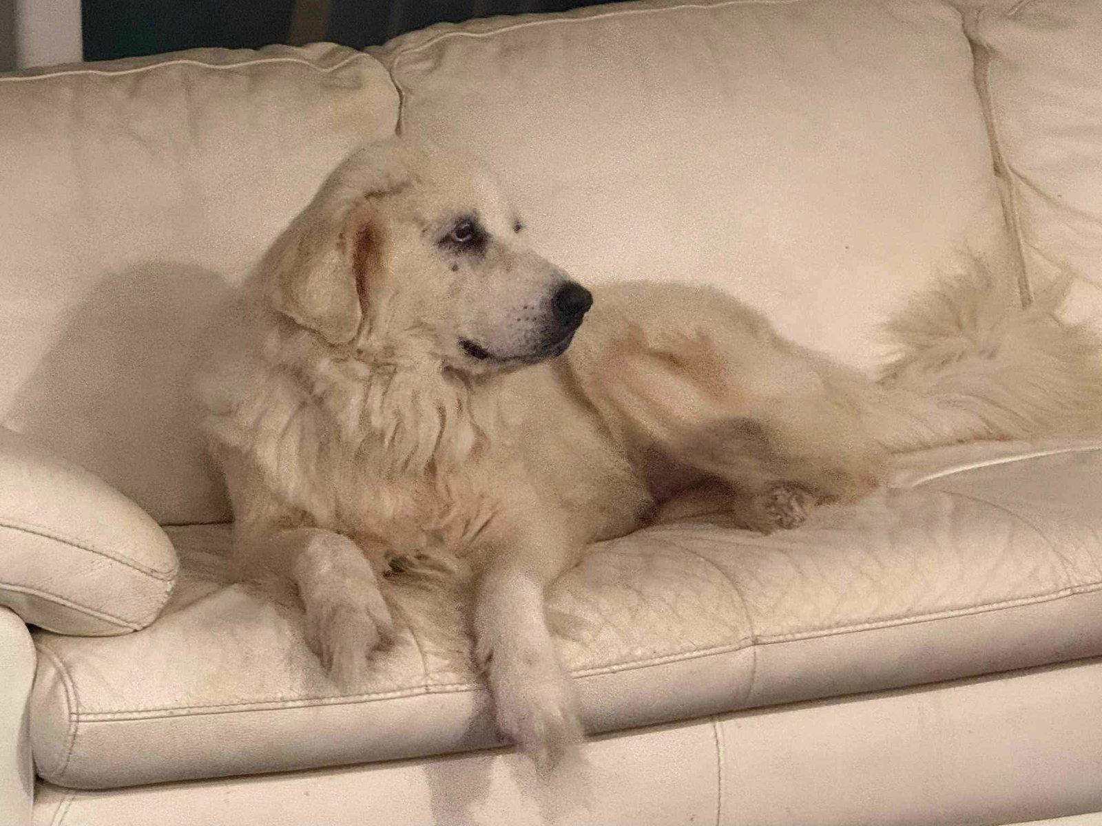 Enlarge Lucki, a Adoptable Great Pyrenees in Minneapolis, MN image 2/3